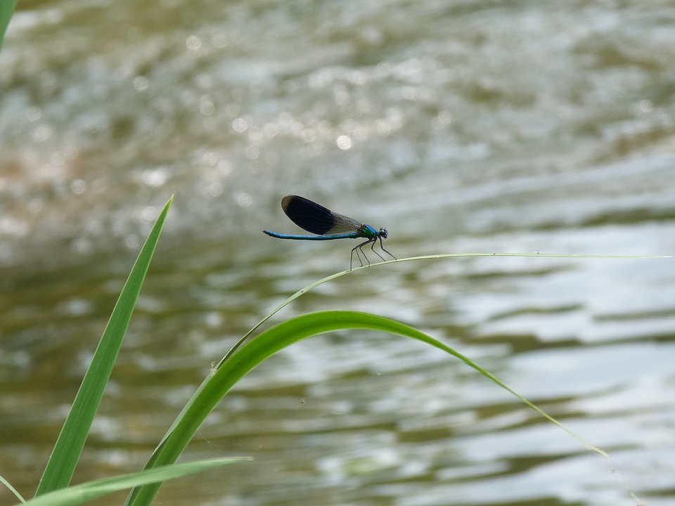 dragonfly-994256_960_720.jpg