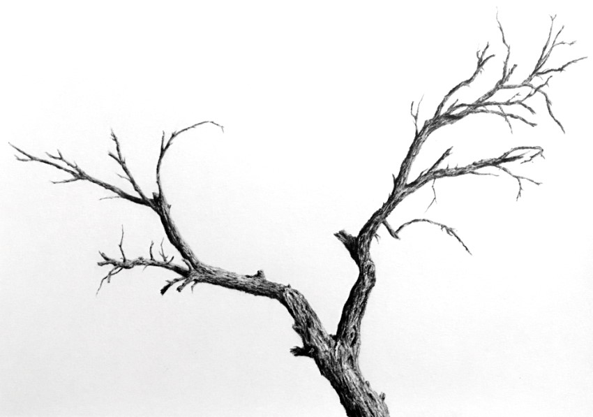 What color is an oak tree, anyway? | Denise J. Howard's Art Blog