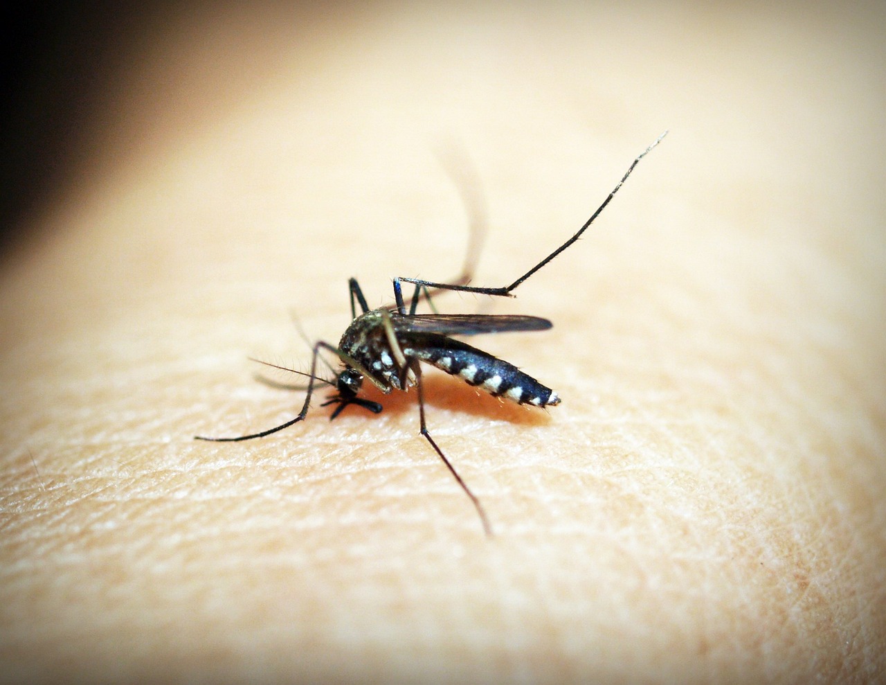 mosquitoe-1548947_1280.jpg