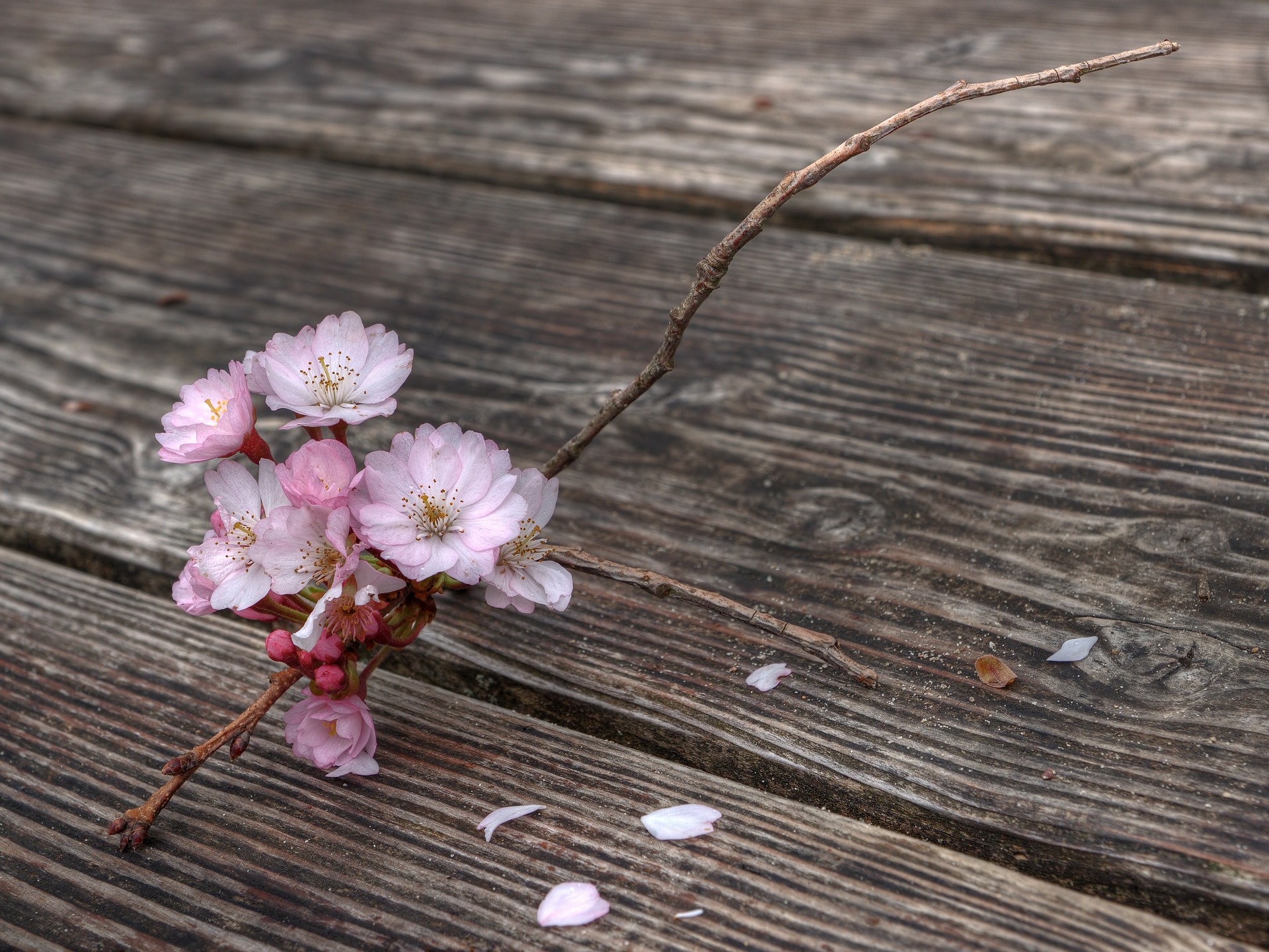 flowers-101868_1920.jpg