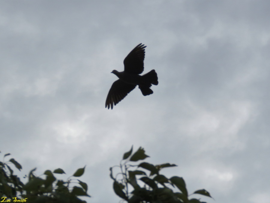 IMG_8031.JPG