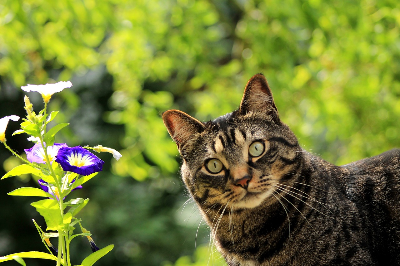 cat-1706757_1280 (1).jpg