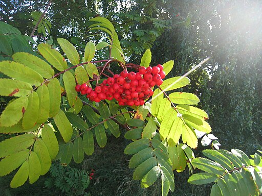 512px-Rowan-berries_(Sorbus_aucuparia),_Sweden,_20150828b.jpg