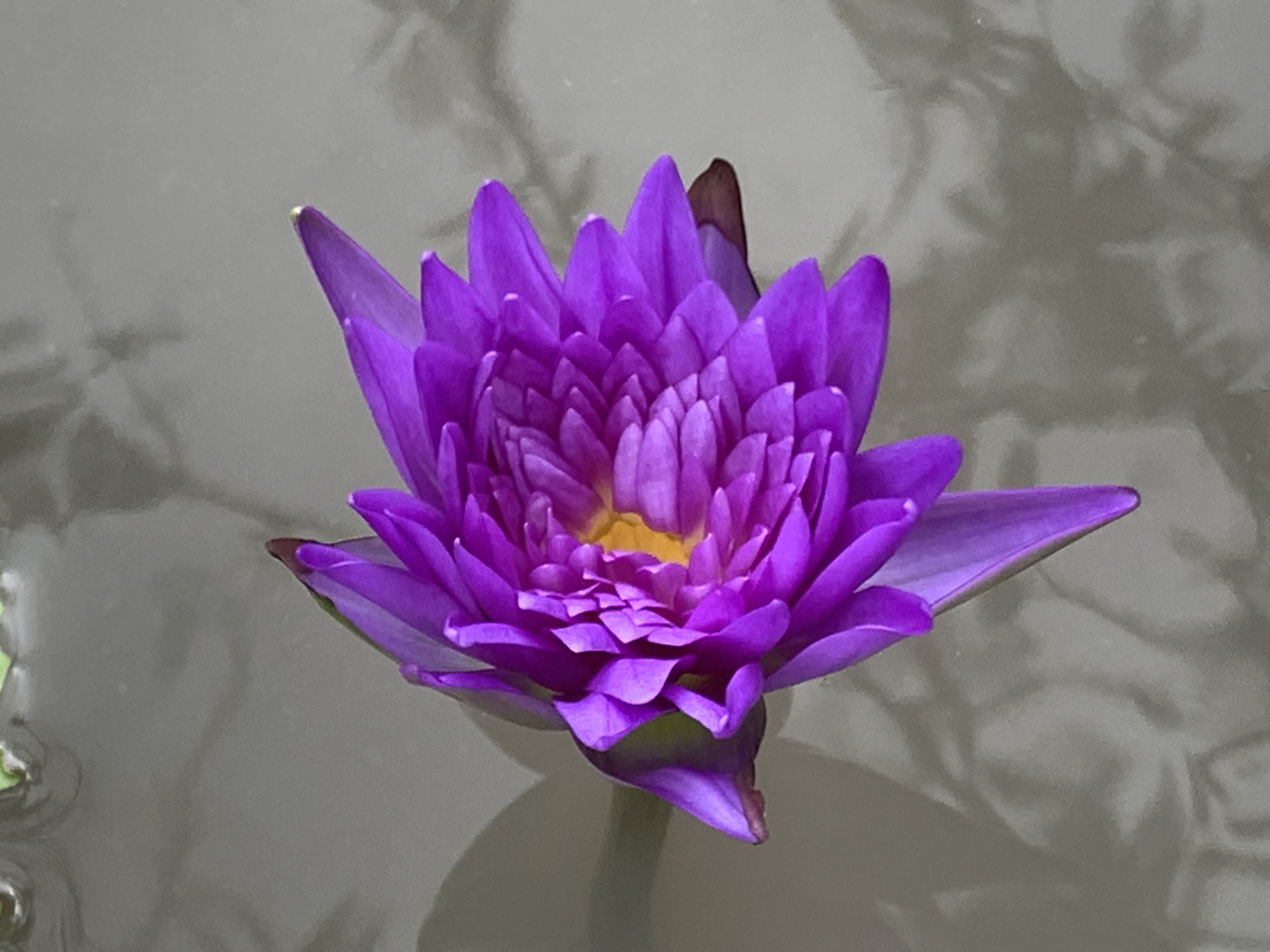 lotus_flowers7.jpg