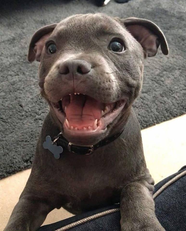 dog.jpg