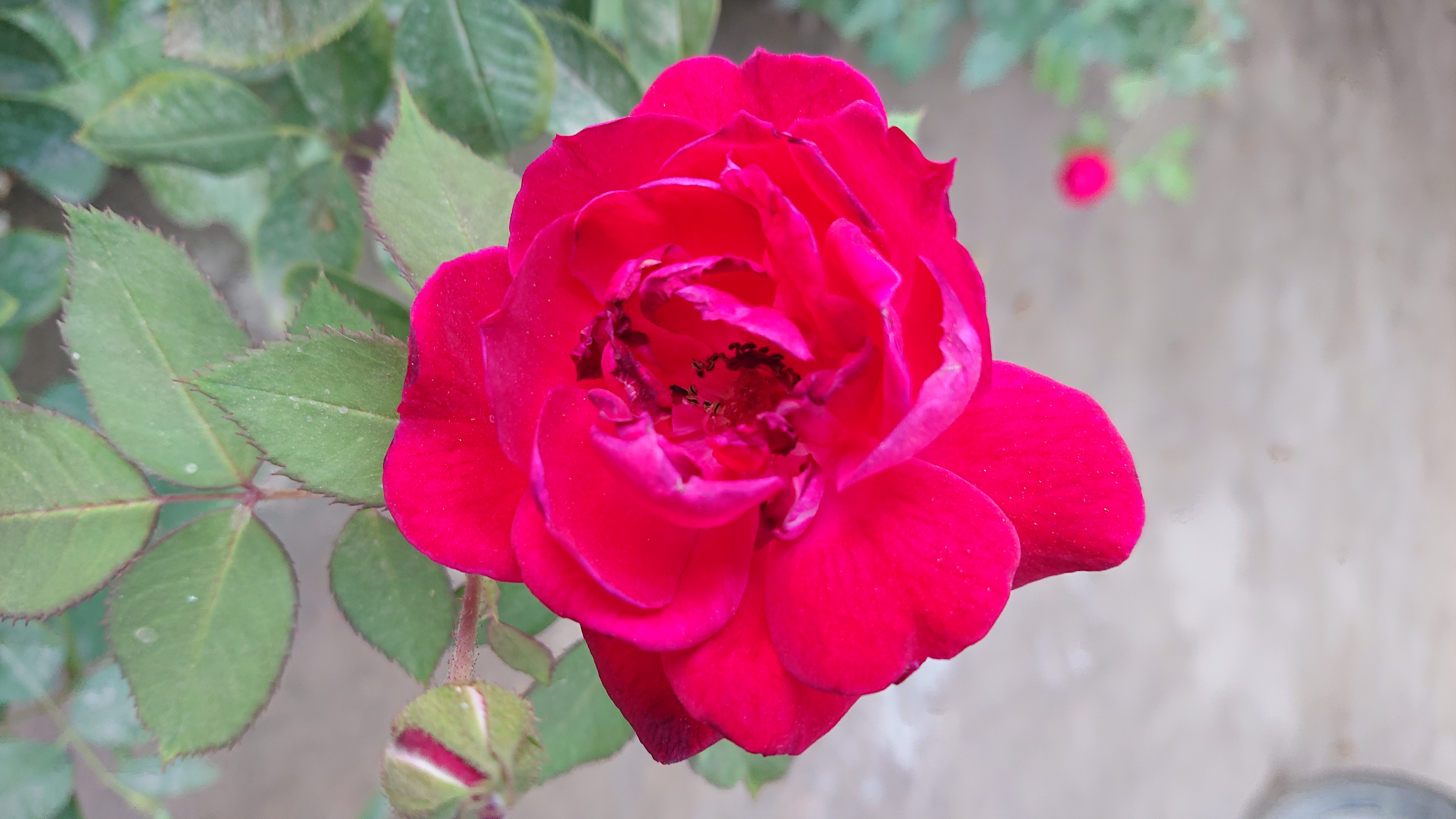 DSC_0070.JPG