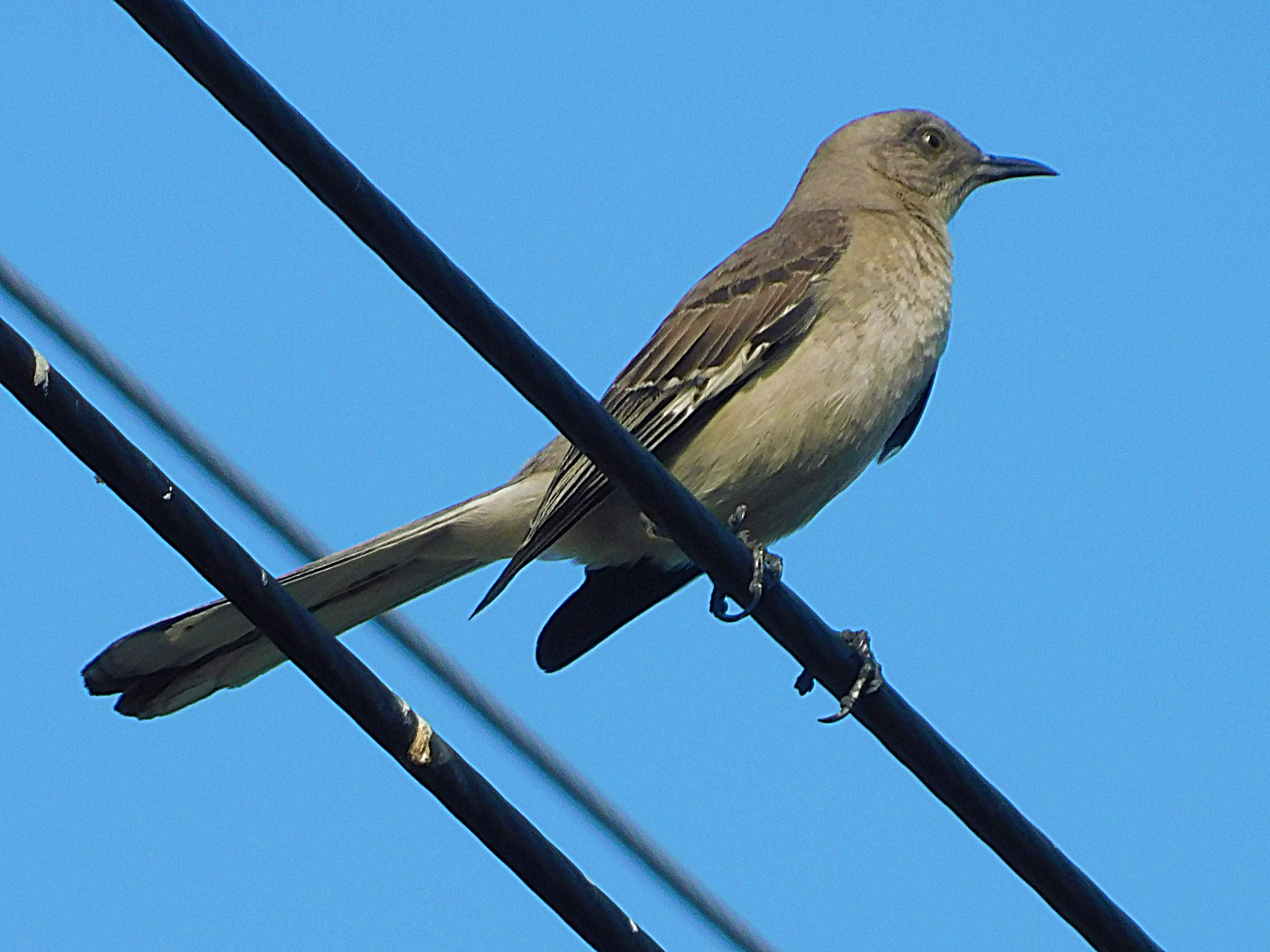 birds of paradise, photography by jeronimo rubio, 2018, all rights reserved, nature (1289).JPG