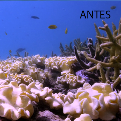 CORAL3ANTES.png