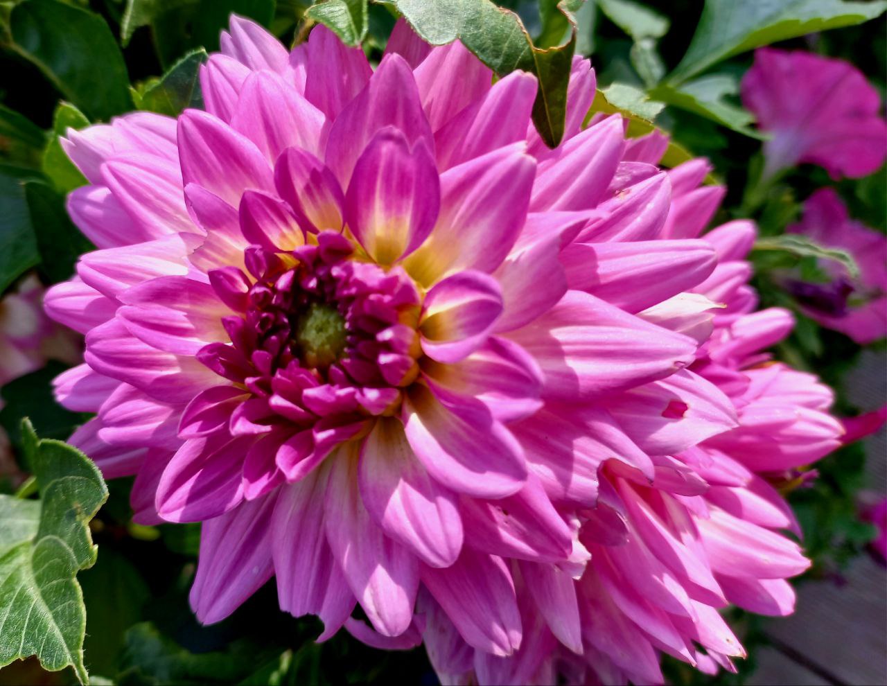 My Flowers 797