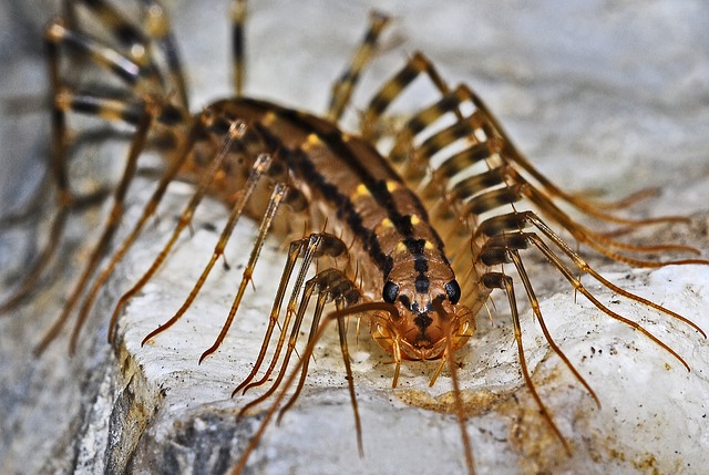 centipede-562036_640.jpg