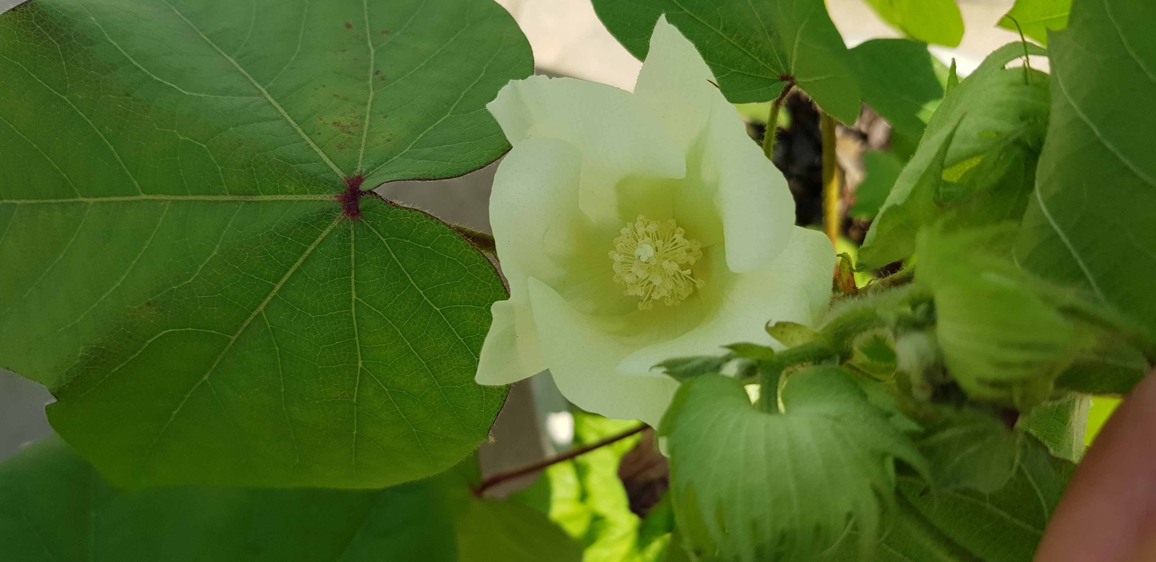 20180729_091735.jpg