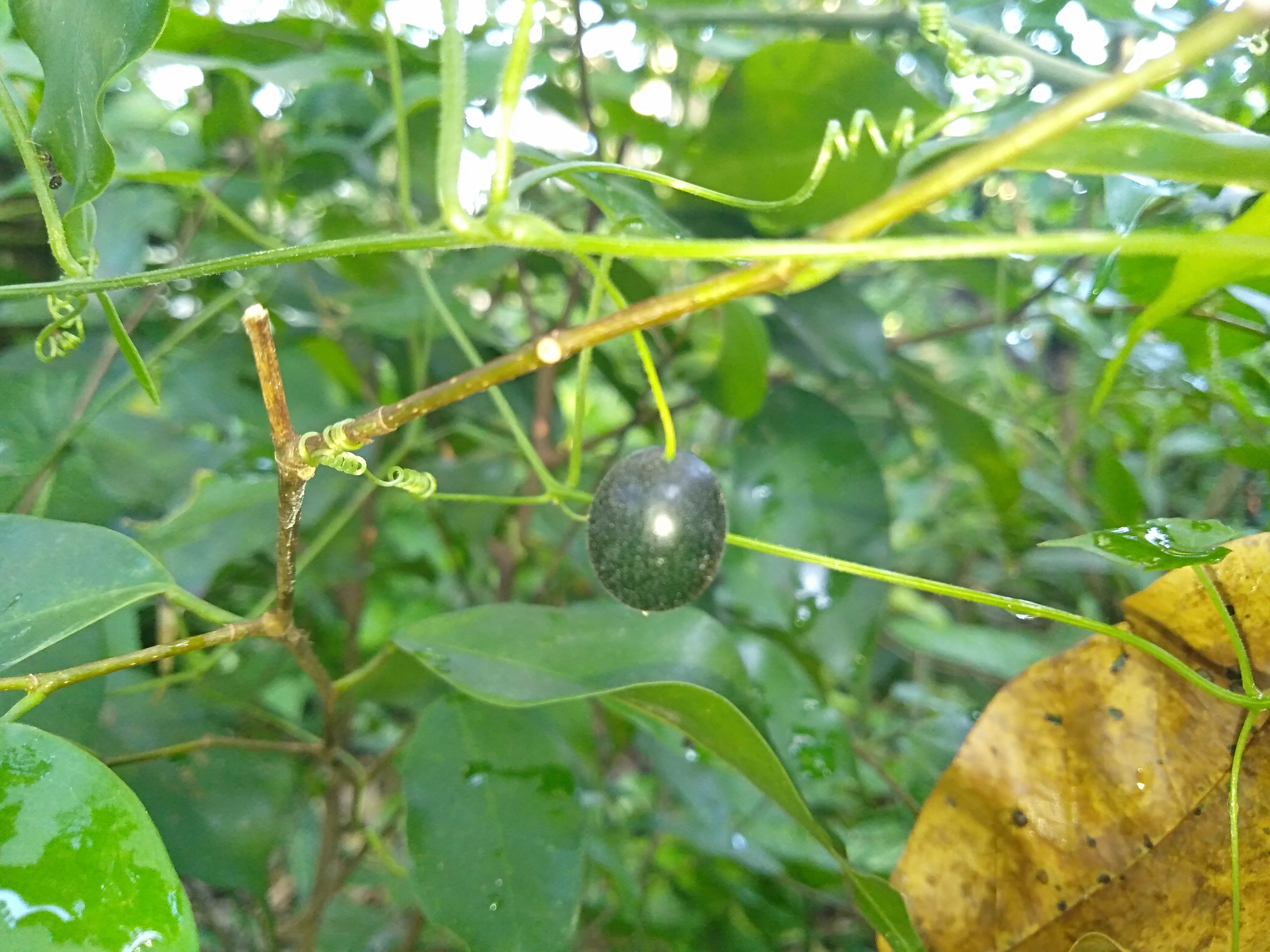 IMG20220913072533.jpg