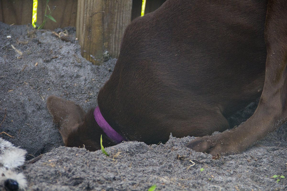 Big_dig_3 (2018_06_24 03_13_06 UTC).jpg