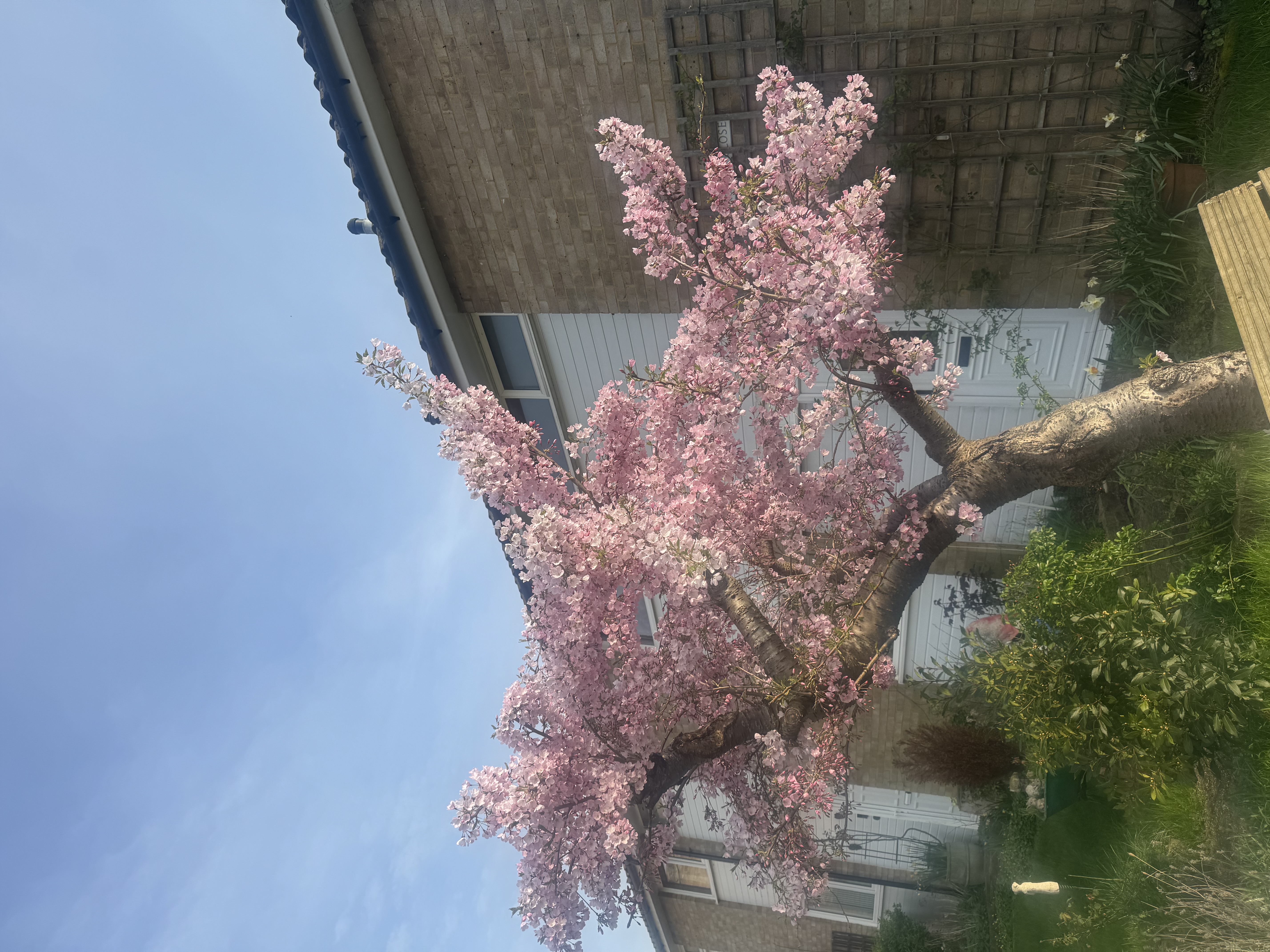 IMG_2462.jpeg