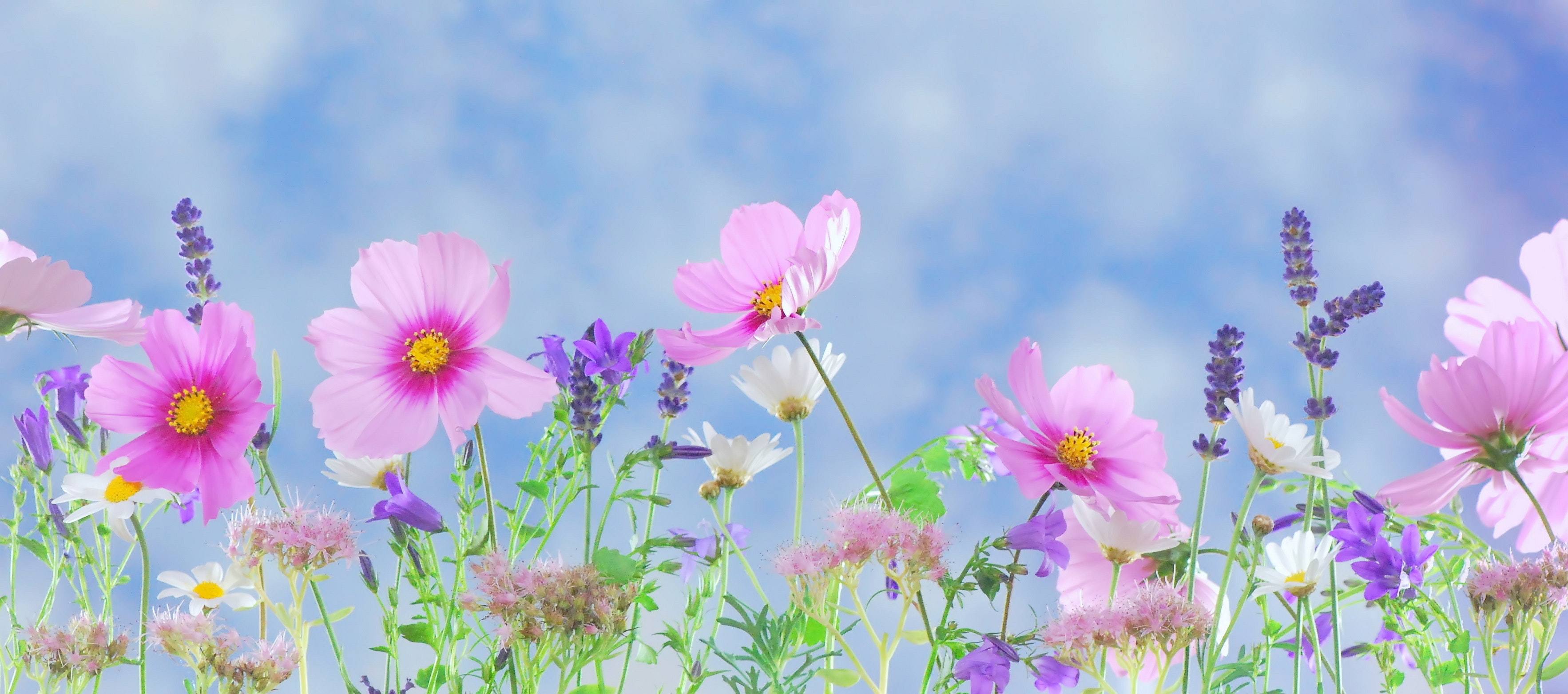 nature-flowers-garden-40797.jpg