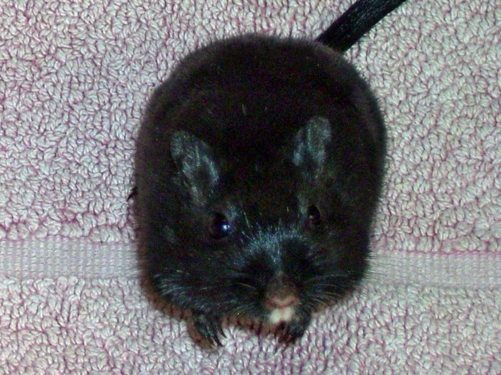 Rennmaus Bild des Tages