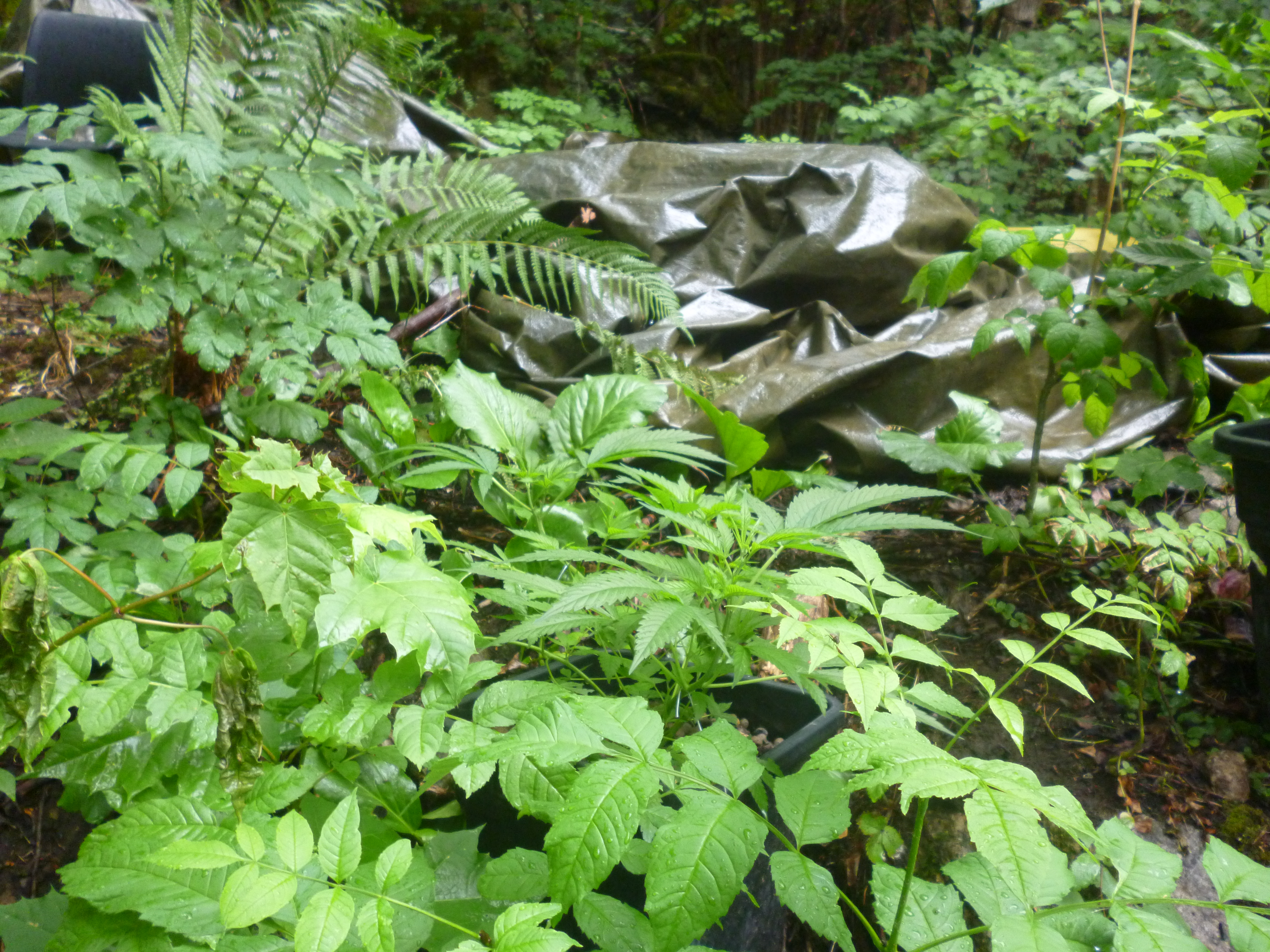P1040155.JPG