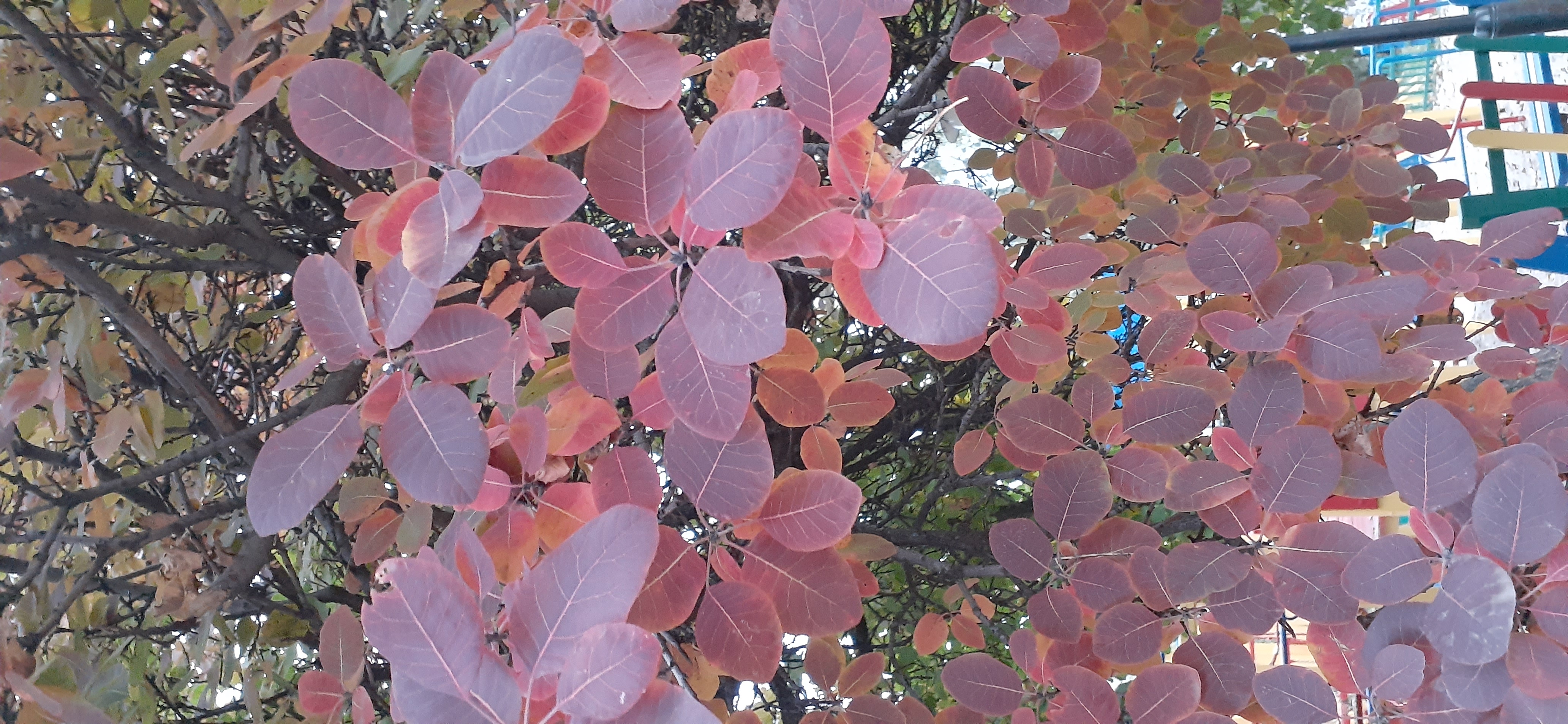 20201031_145859.jpg