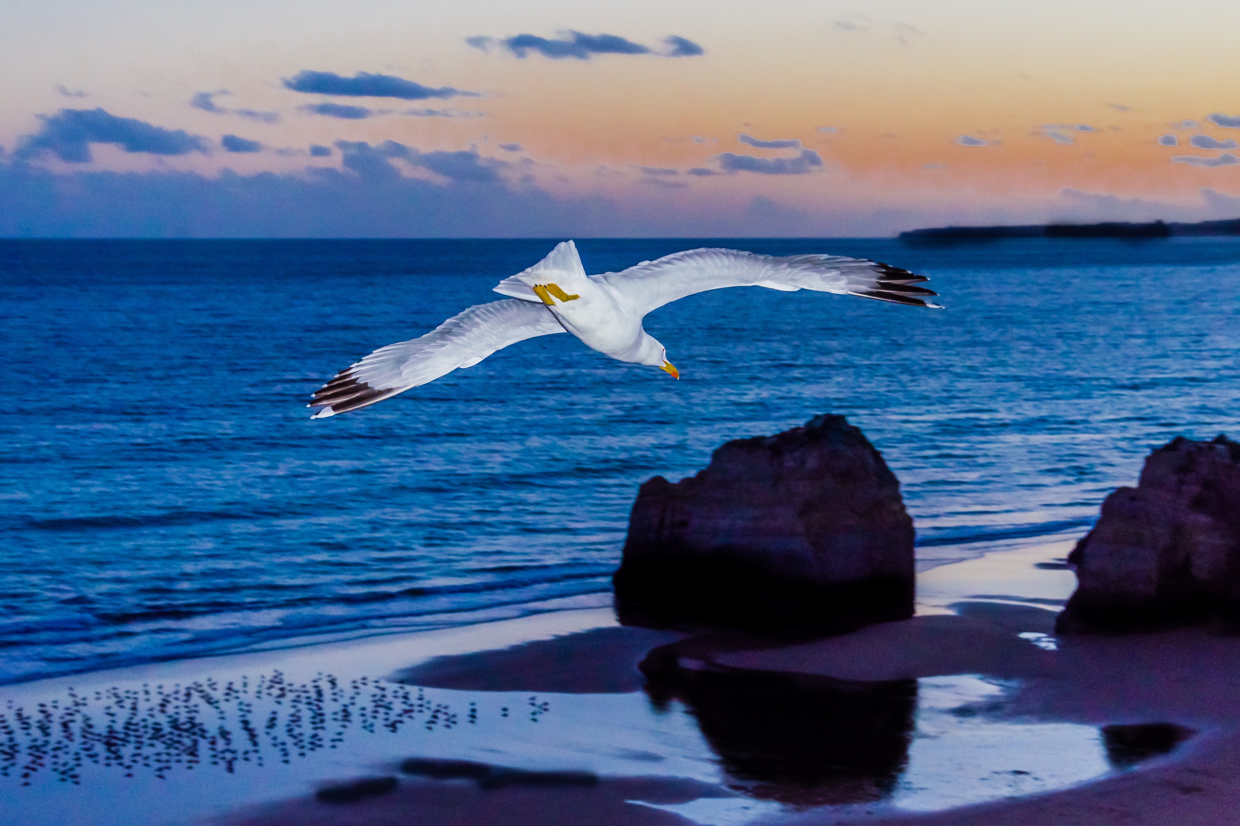 bird-4664832.jpg