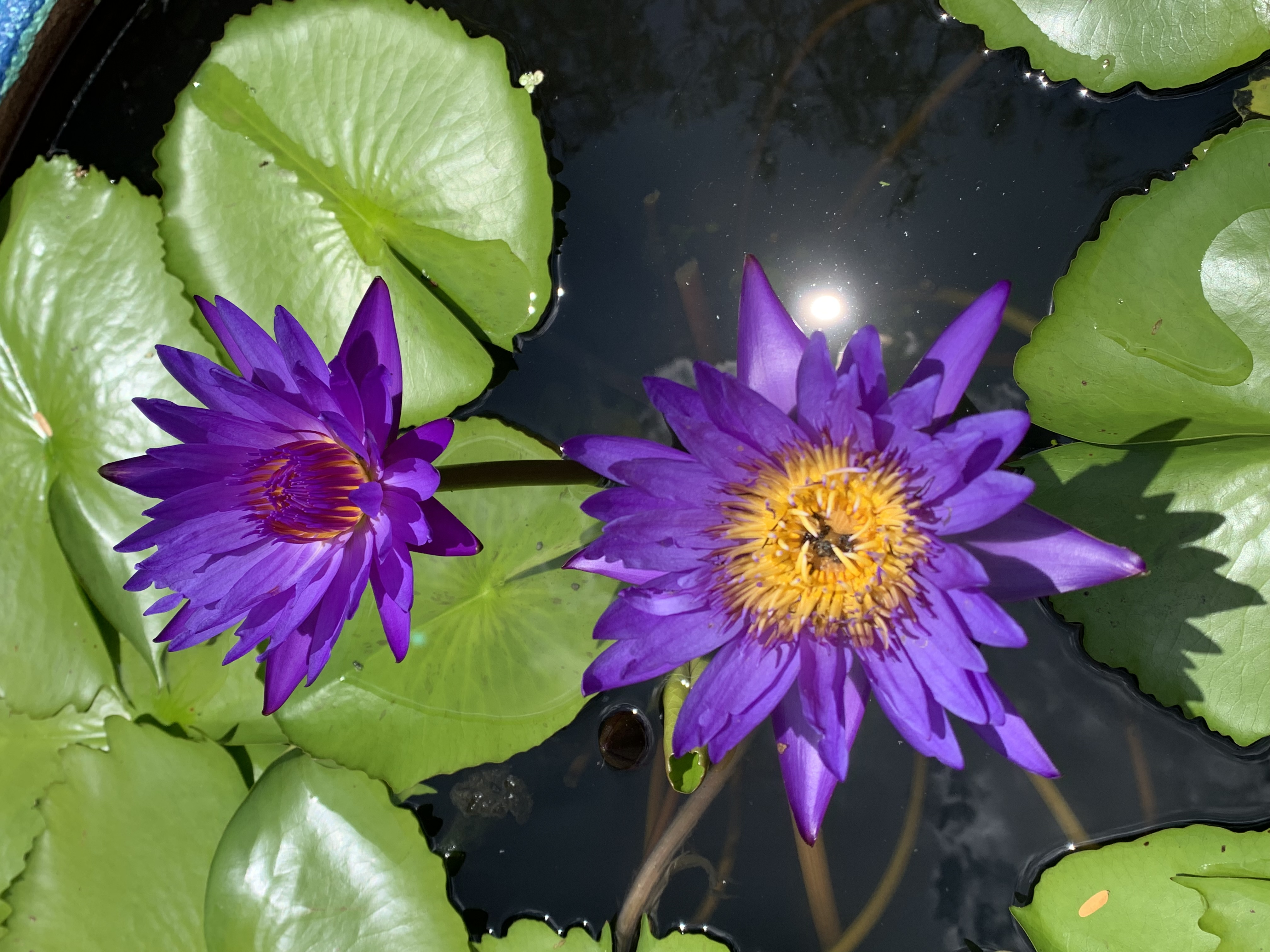 purple lotus10.jpg