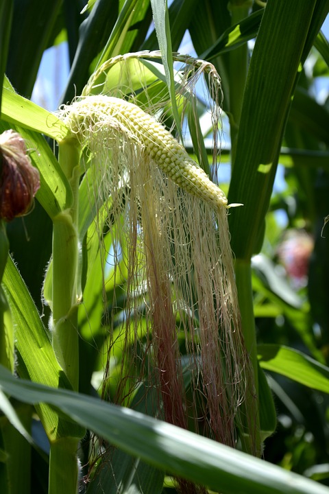 corn-634214_960_720.jpg
