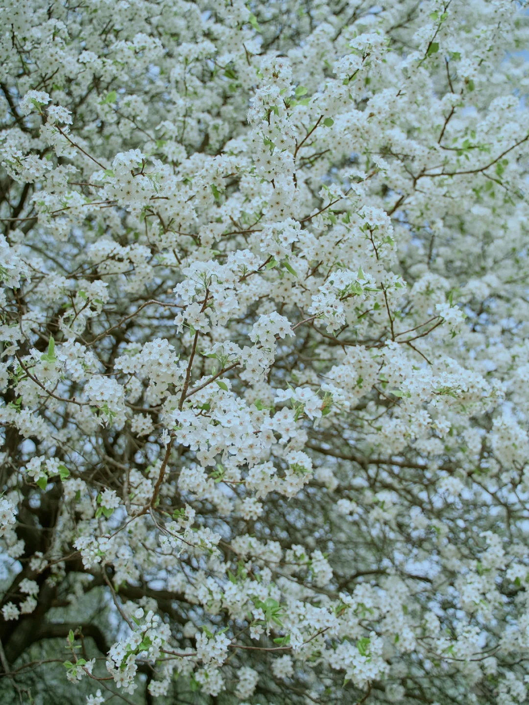 155.webp
