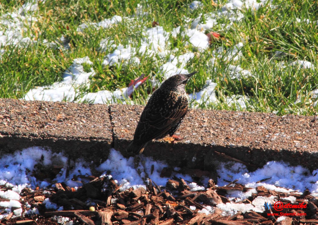 European Starling PFW02_0103.JPG