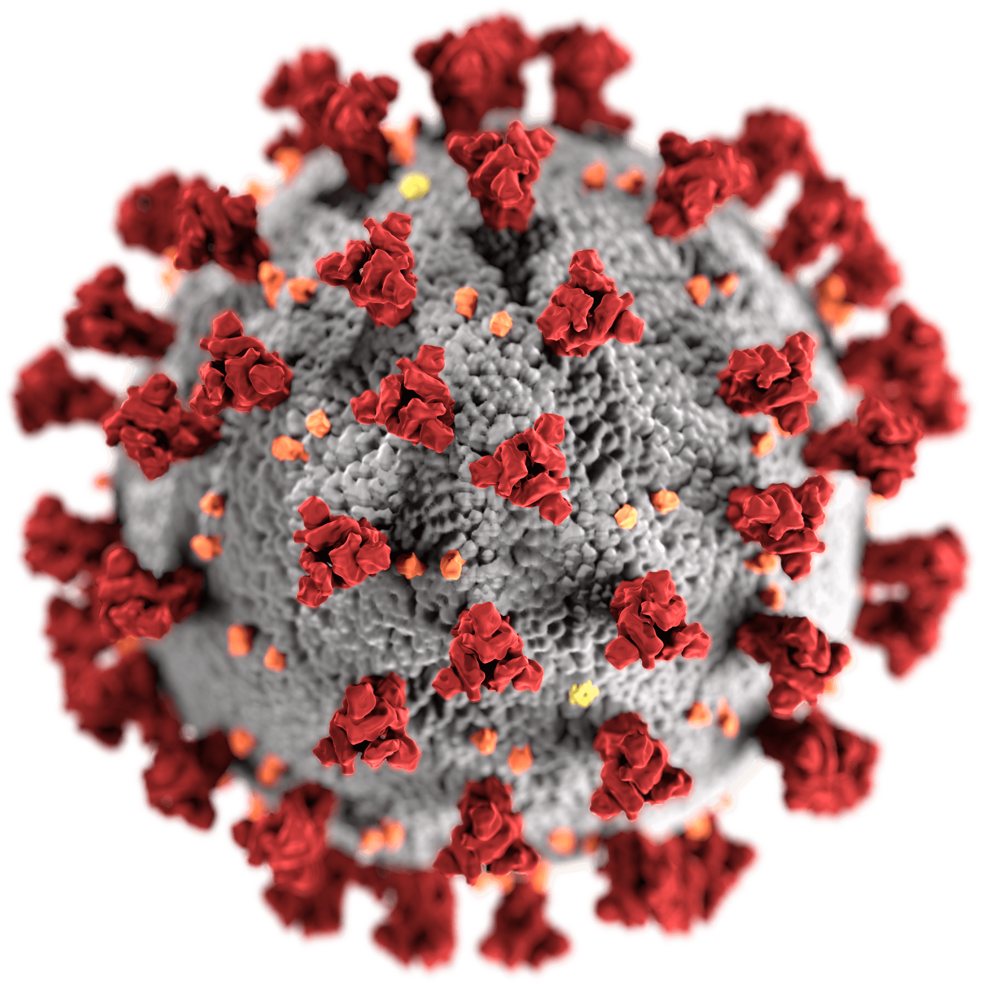 SARS-CoV-2_without_background.png