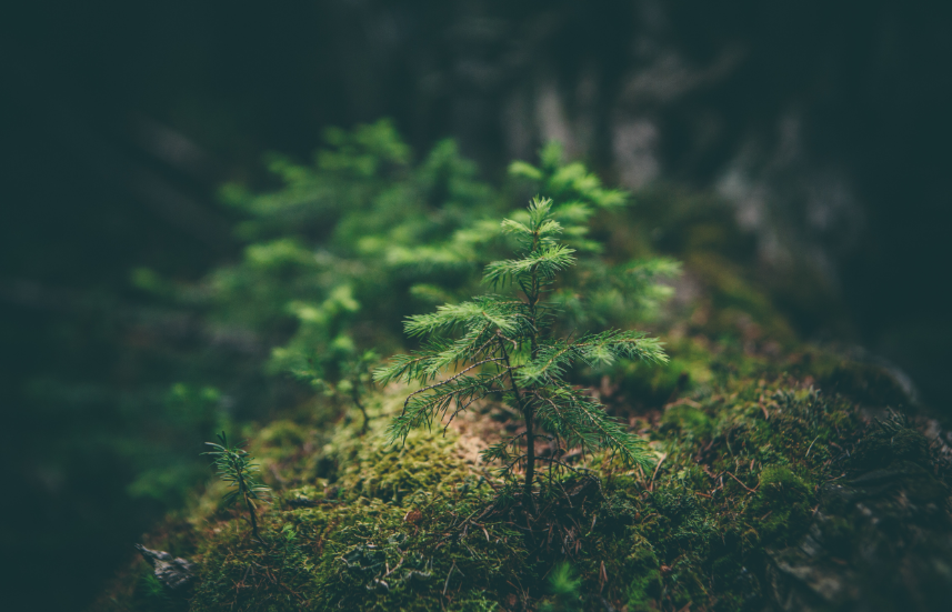 人还是大自然，科技树向左还是向右？