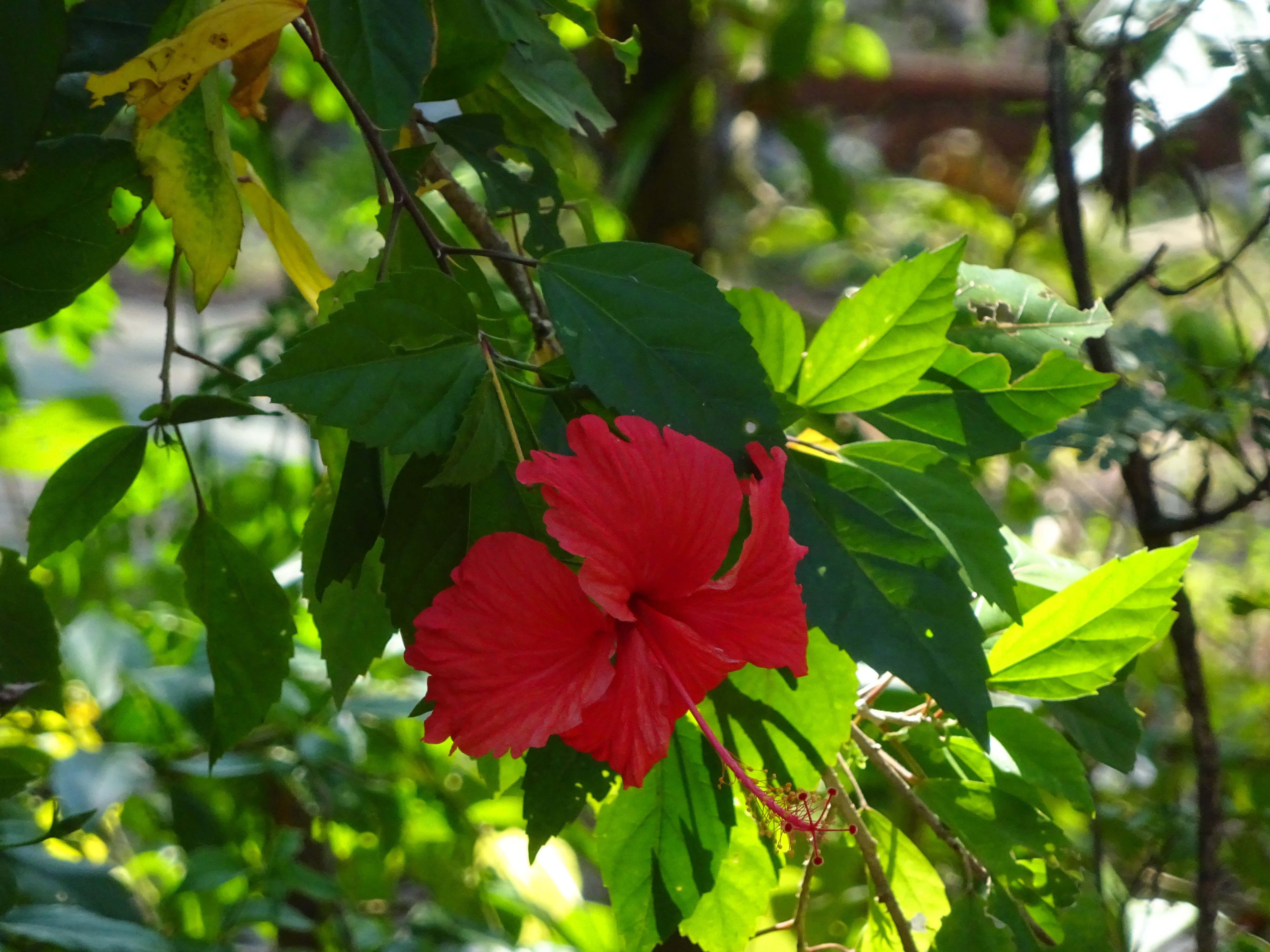 DSC00511.JPG