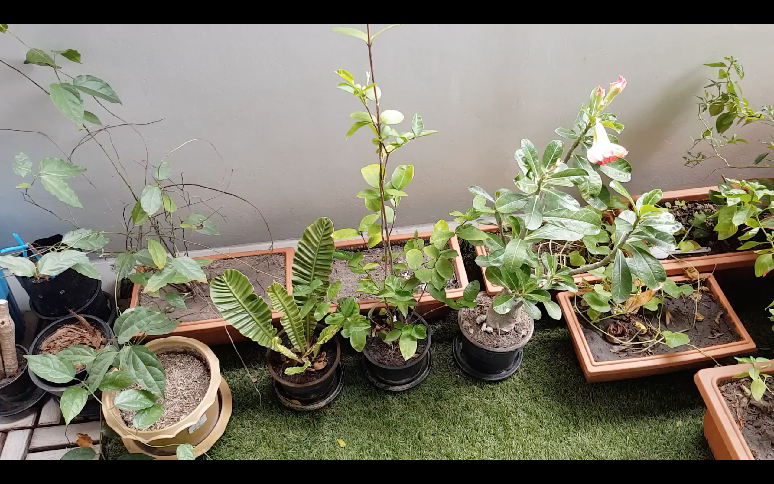 Screen Shot 2561-06-02 at 2.47.34 AM.png