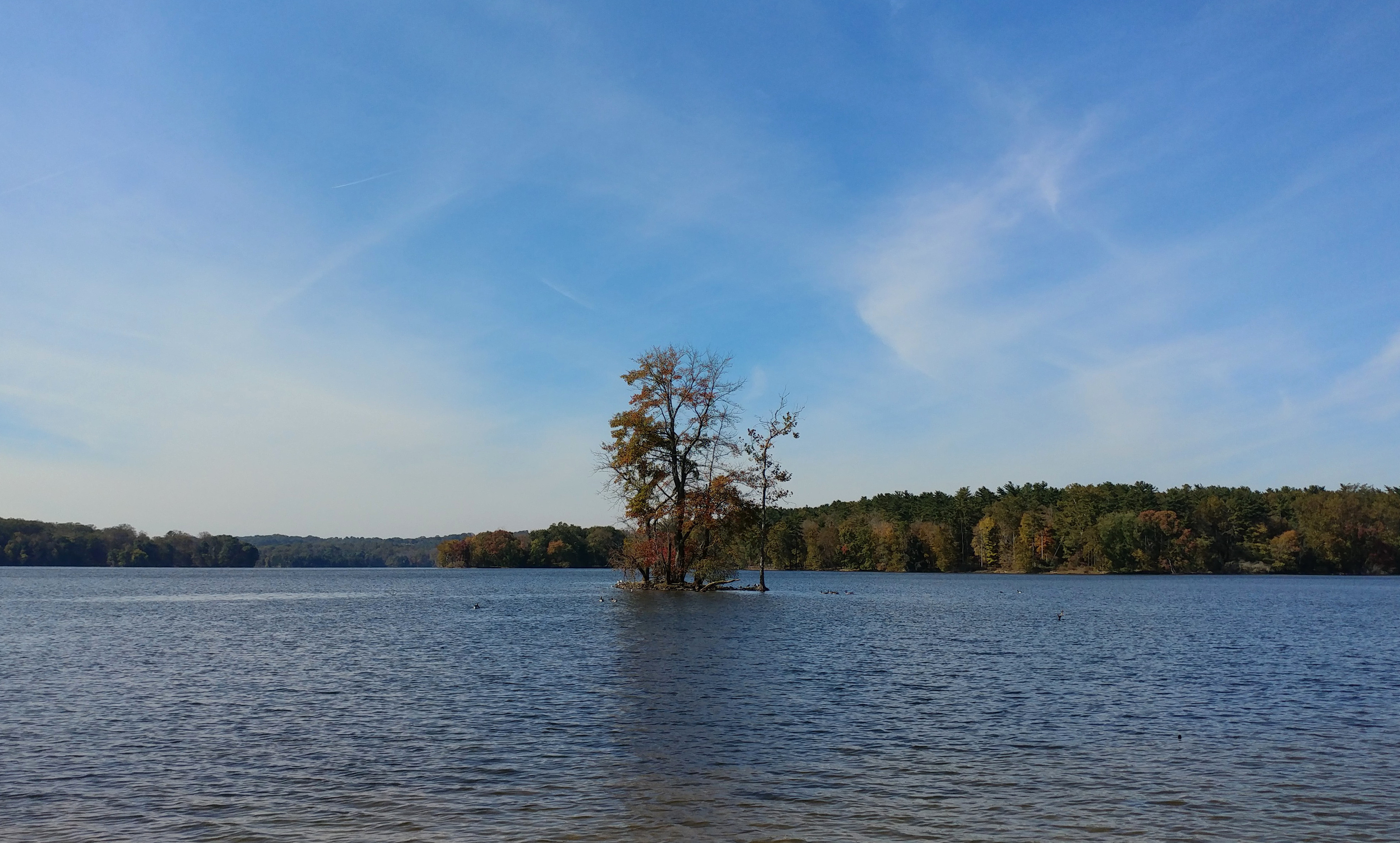 treetuesday11-19-19-2ok2.jpg