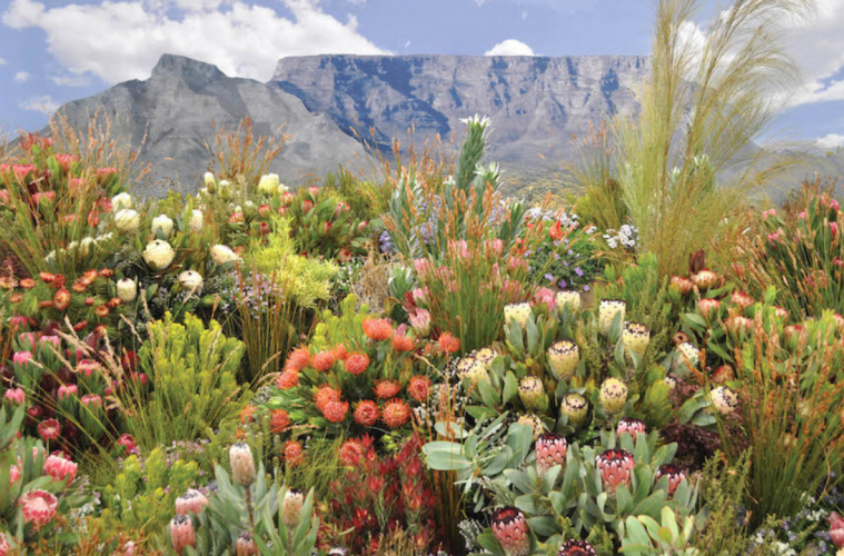 fynbos.png