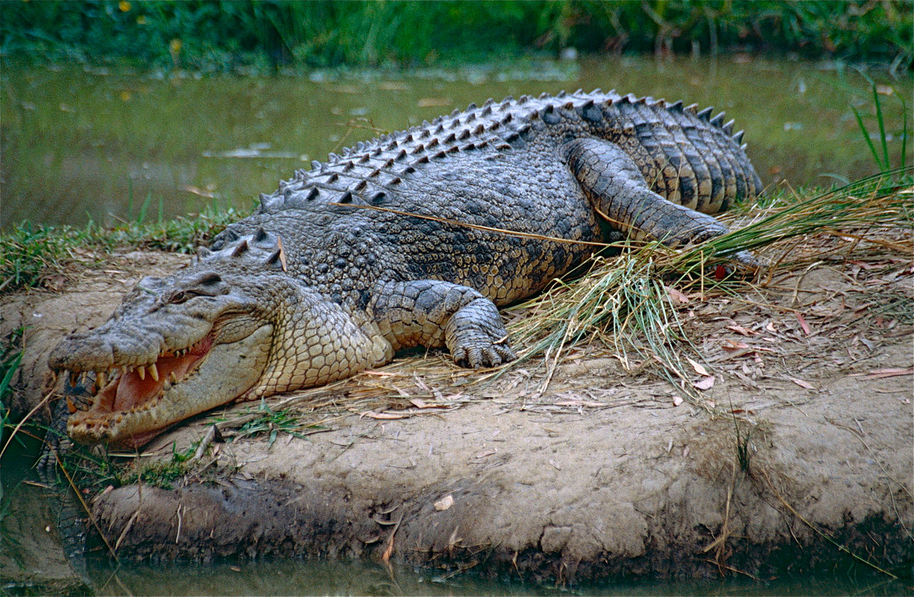 Saltwater_Crocodile_(Crocodylus_porosus)_(10106331165).jpg