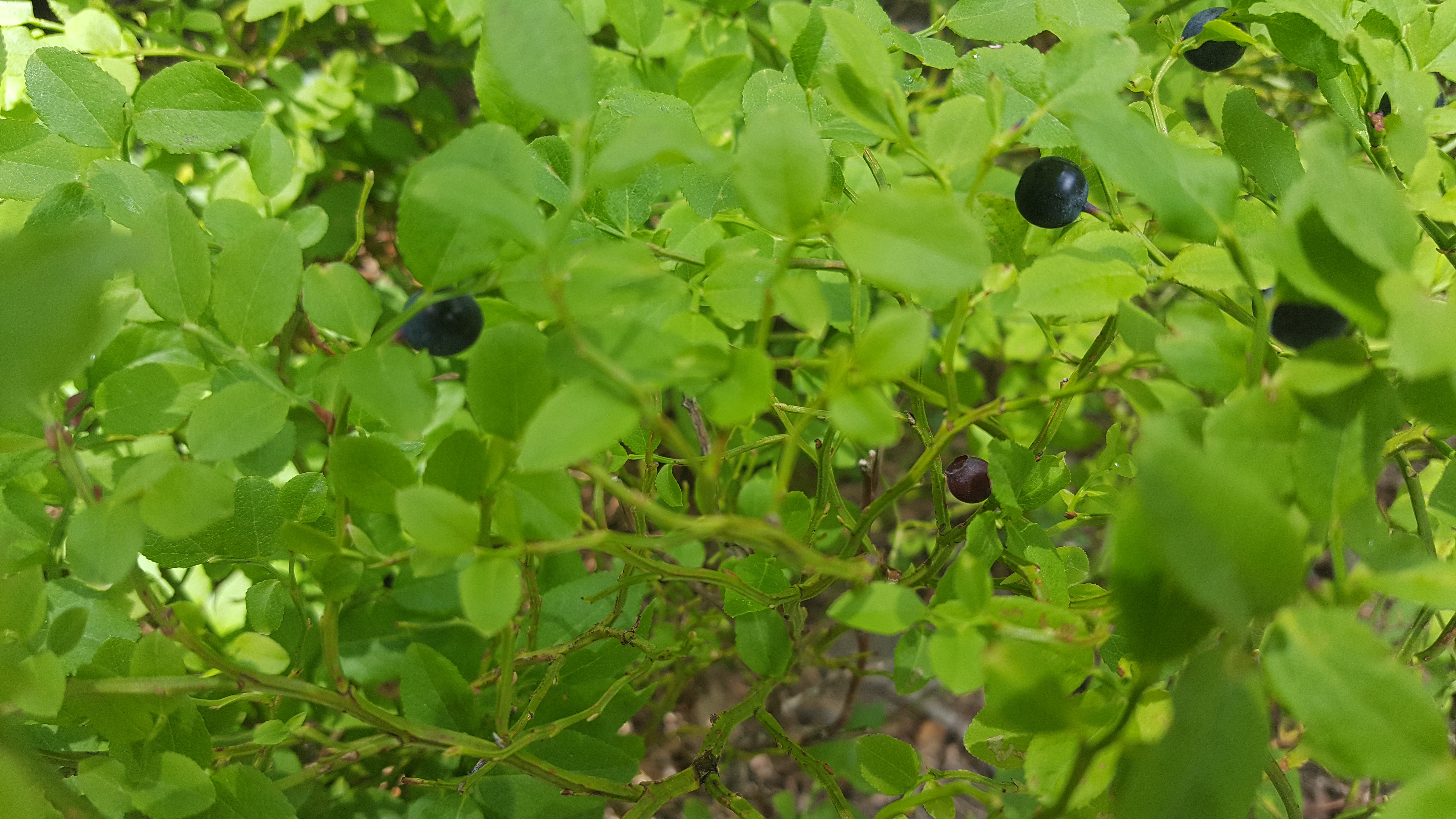 20180616_142658.jpg