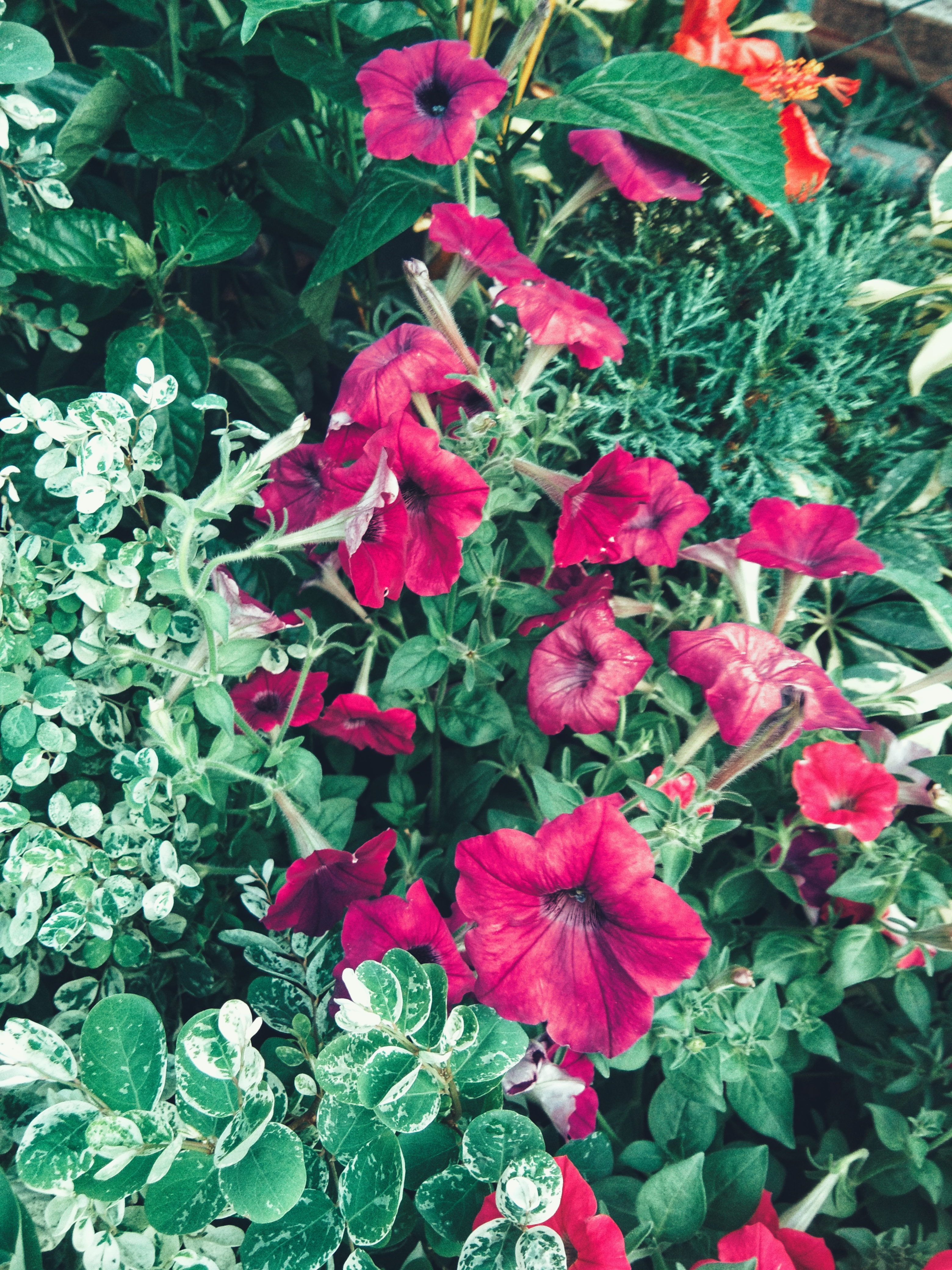 IMG_20180518_164654-01.jpeg