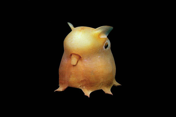 Dumbo Octopus.jpg
