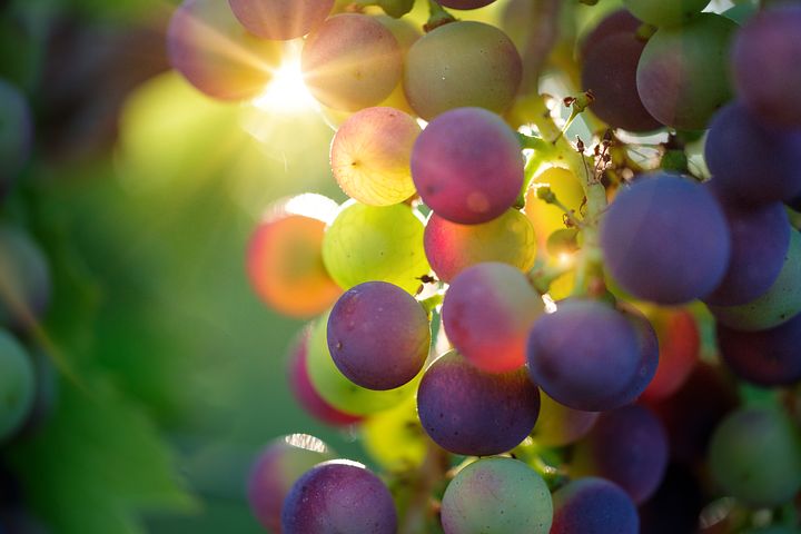 grapes-3550733__480.jpg
