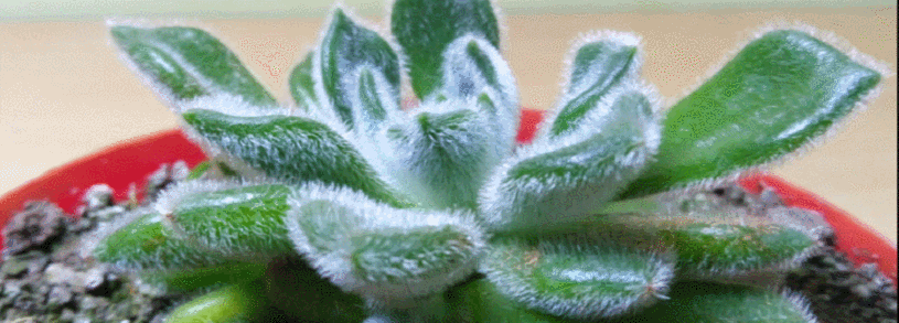 echeveria-setosa-1.gif