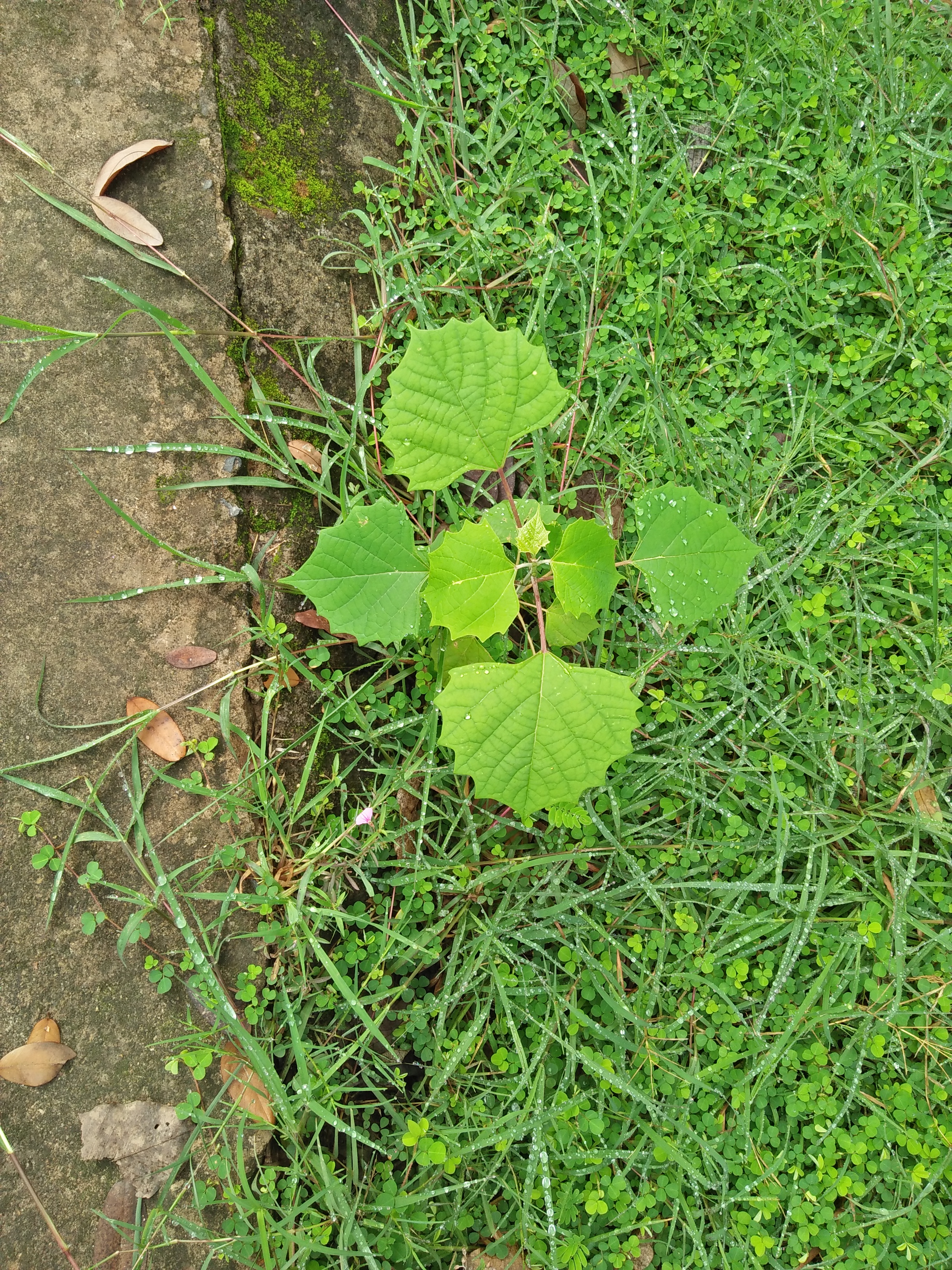 IMG20180711075433.jpg