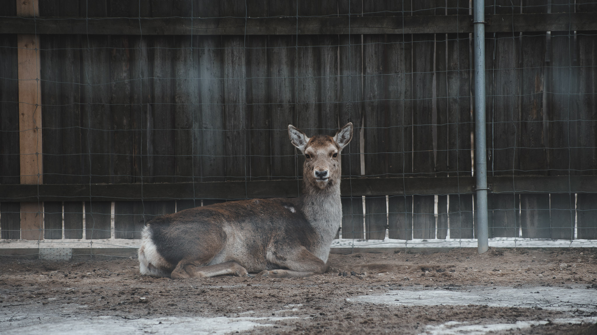 0119IMGP1181ccMarch 02, 2019.jpg