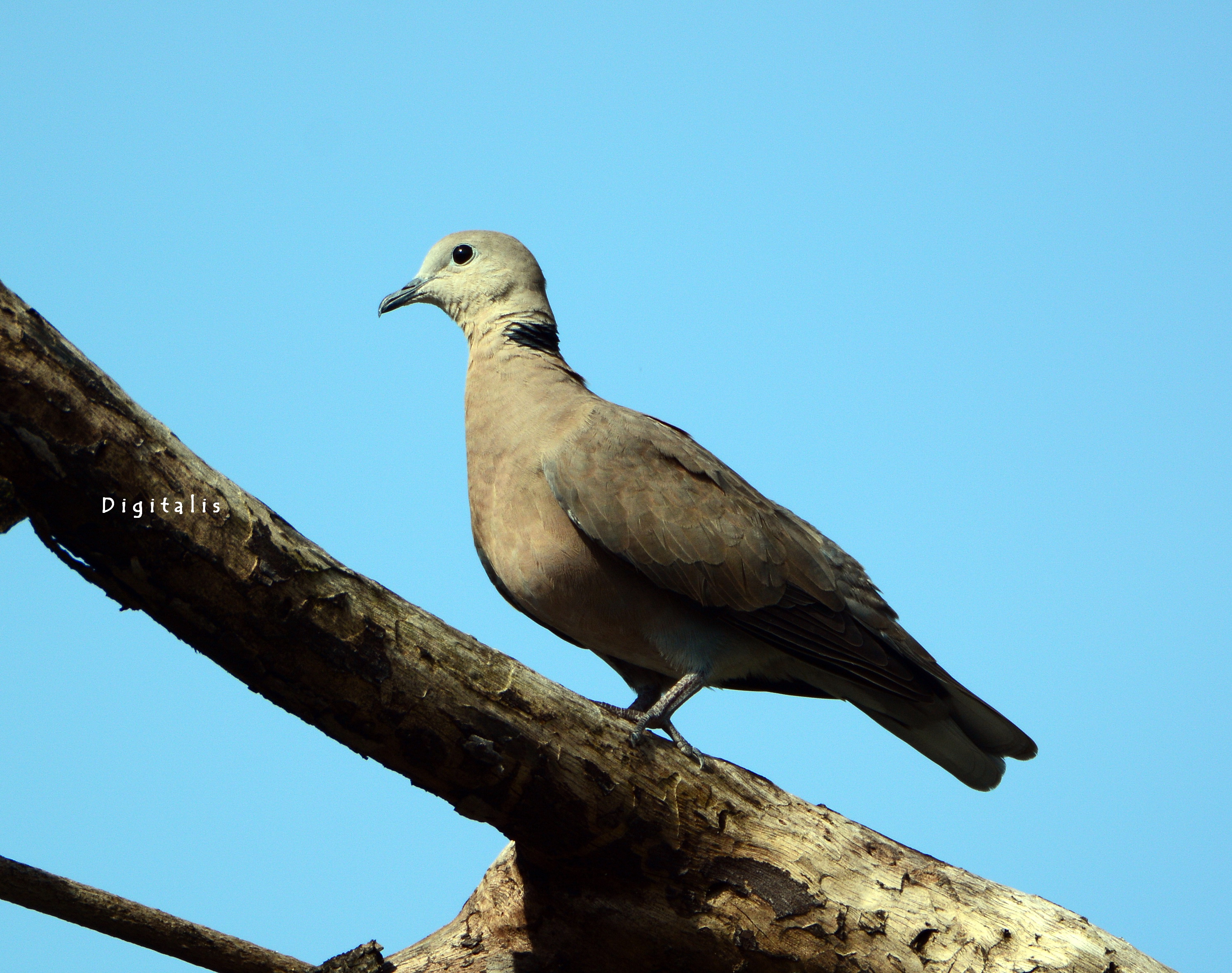 DSC_6722.JPG