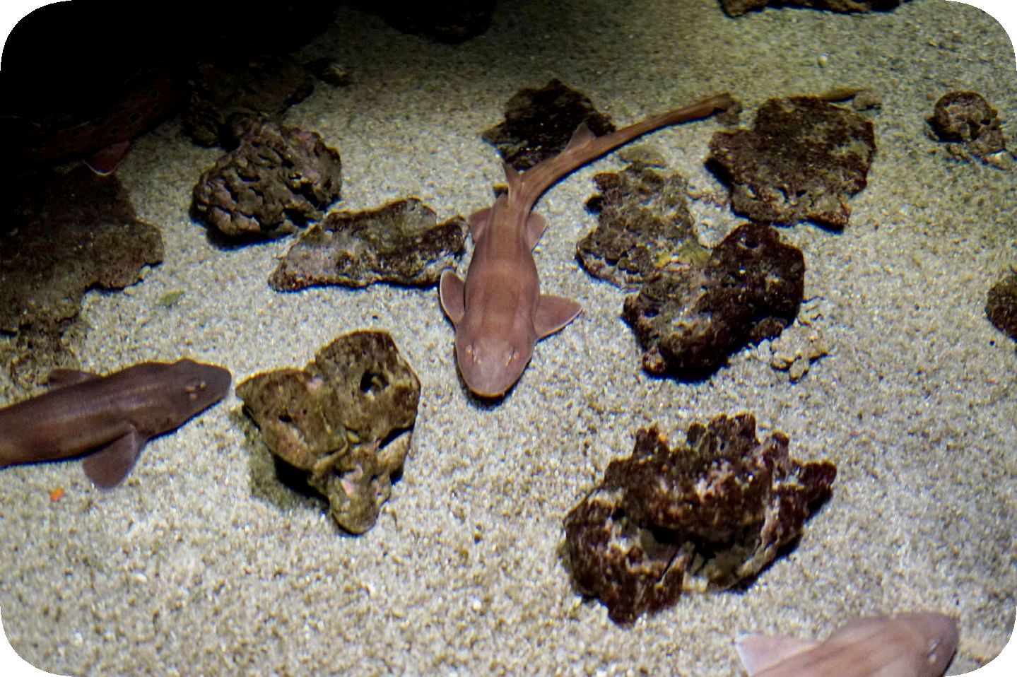 Oceanarium in St. Petersburg. Part 9==Ozeanarium in St. Petersburg. Teil 9