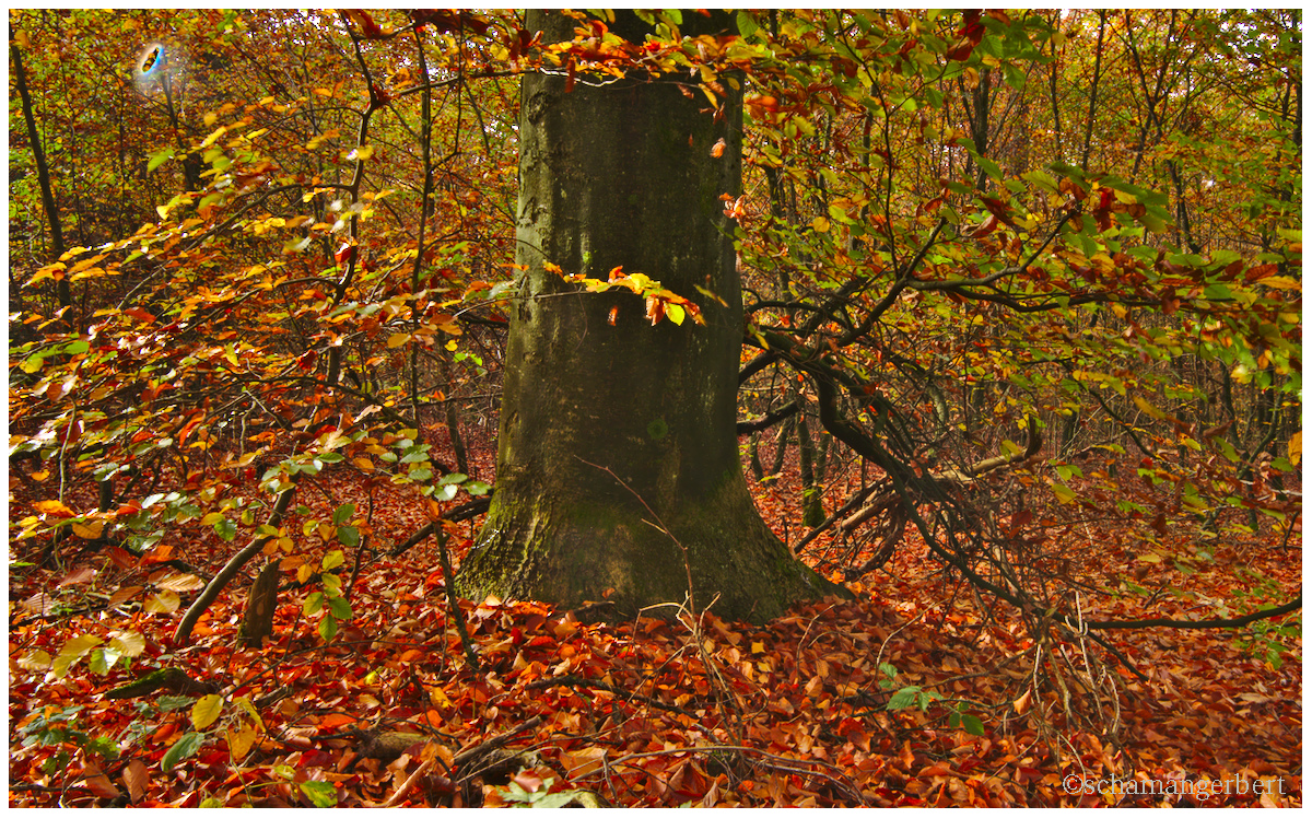 IMG_9388-hdr.jpg
