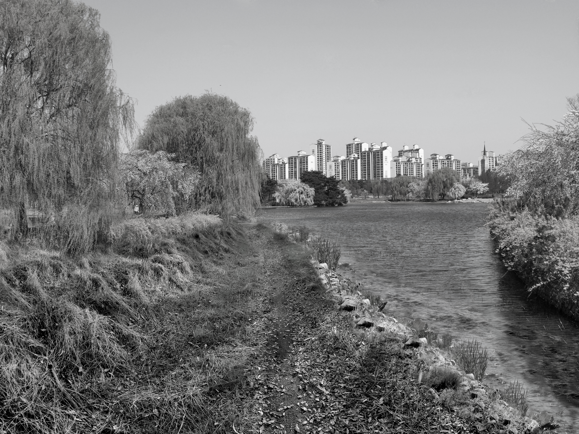 YIAC0448-bw-walking-trails-not-as-it-seems-#352.png