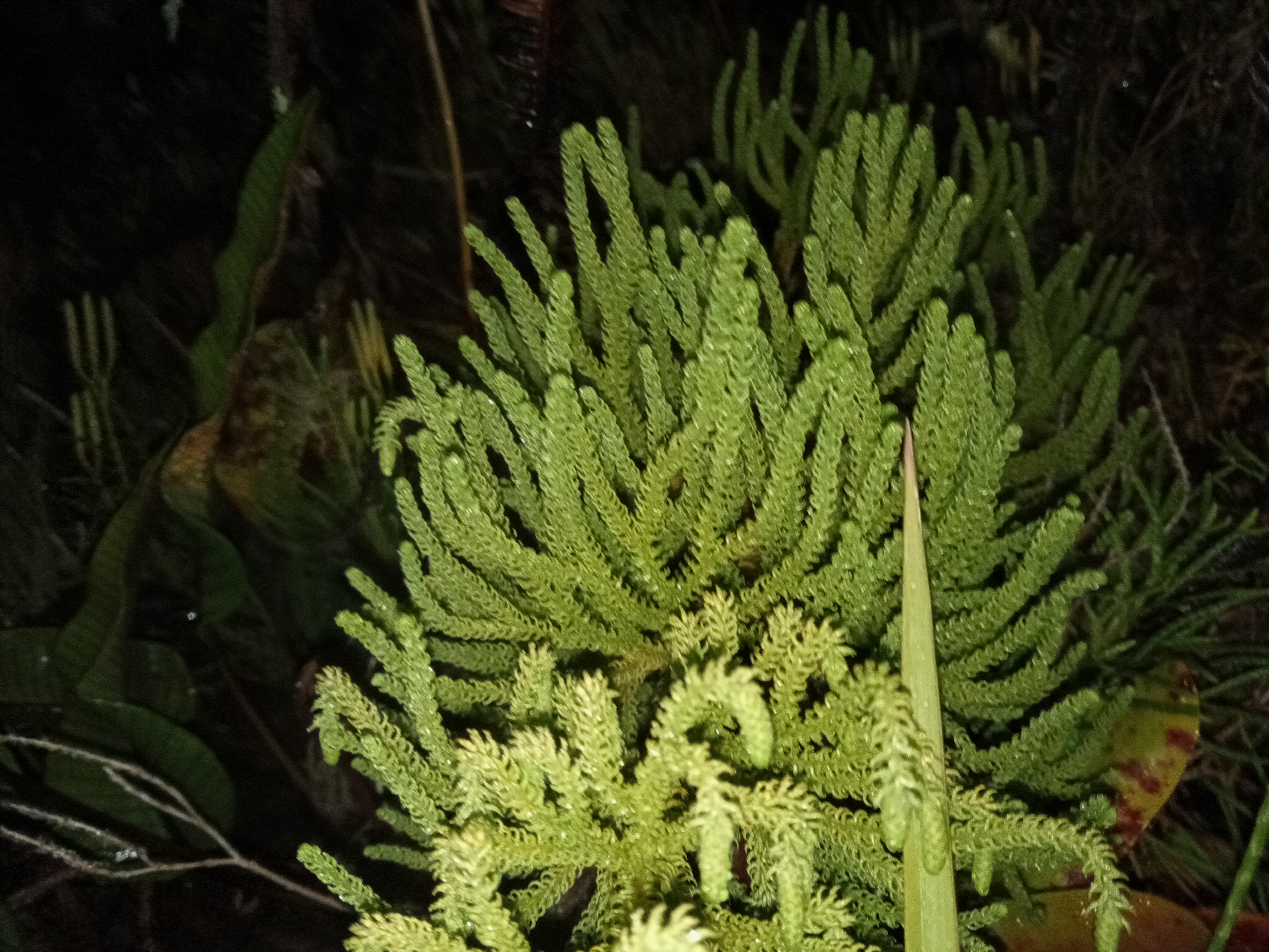 IMG20191120043731.jpg