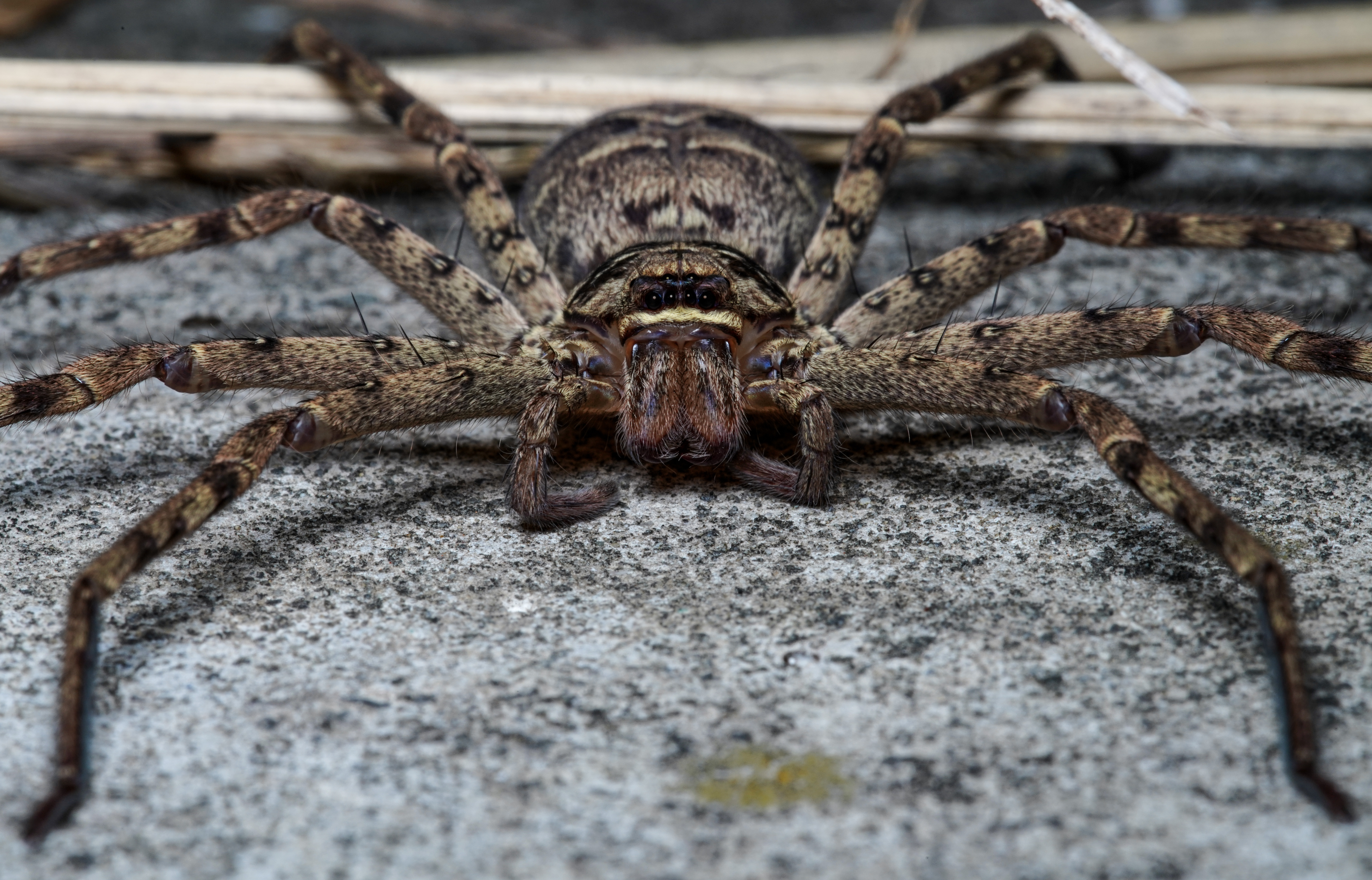 Little Monsters S2 Part 6 - Huntsman Spider アシダカグモ — Steemit