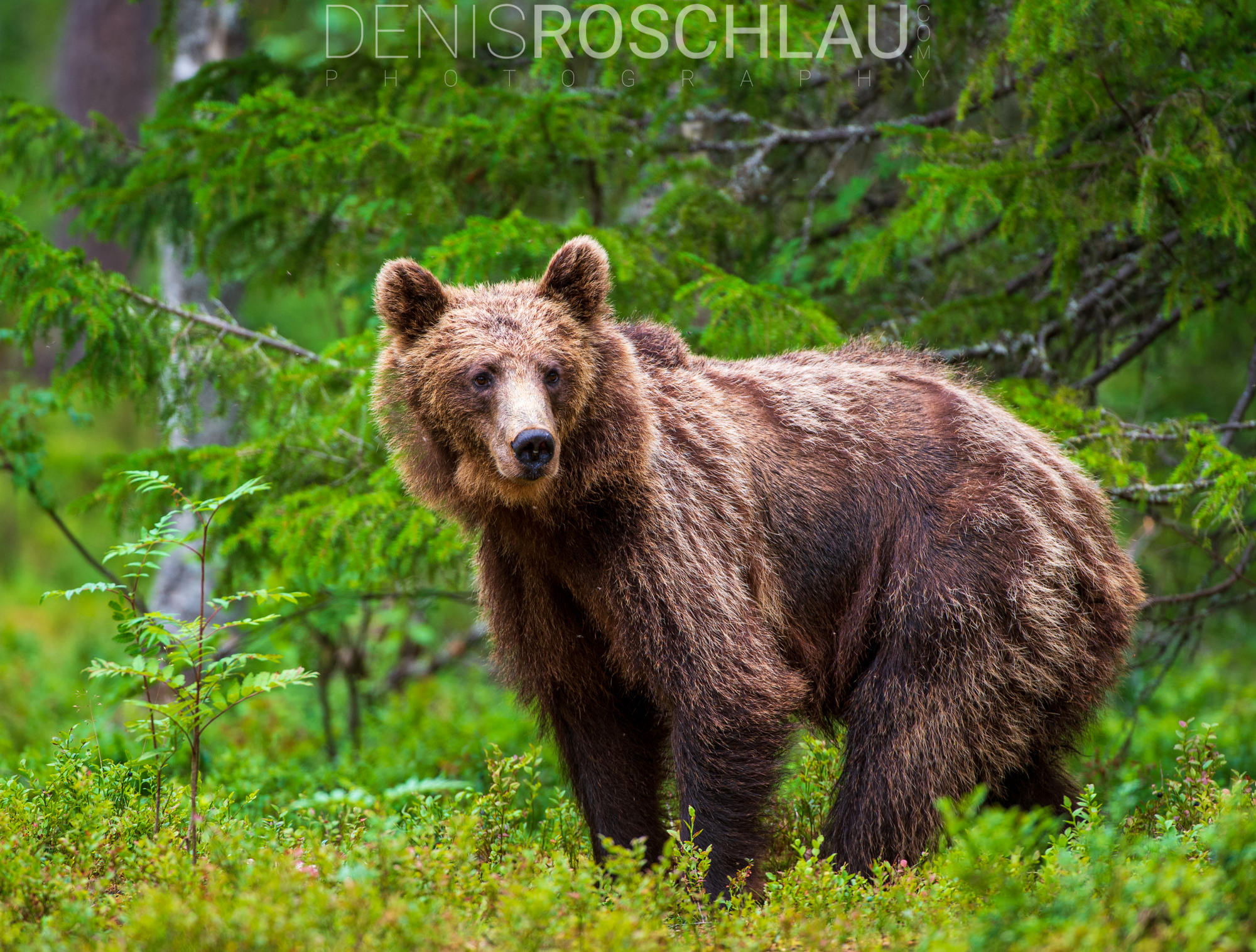 DSC_4554.jpg