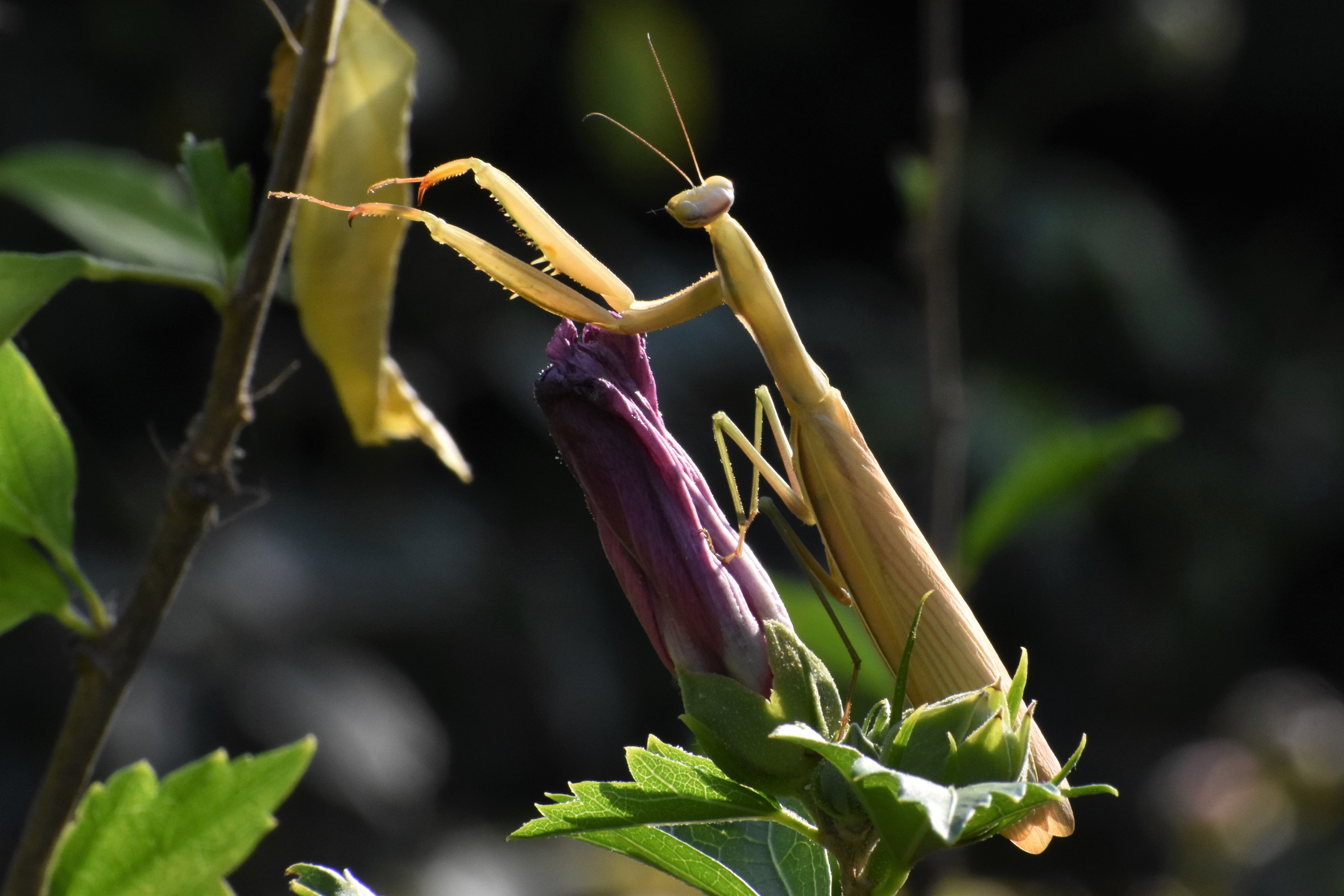 DSC_0174.JPG