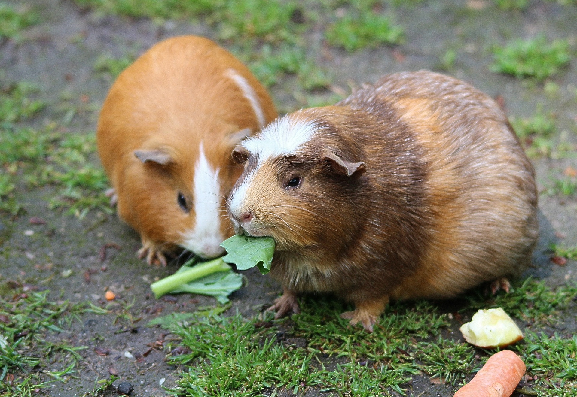 guinea-pig-467399_1920 (1).jpg